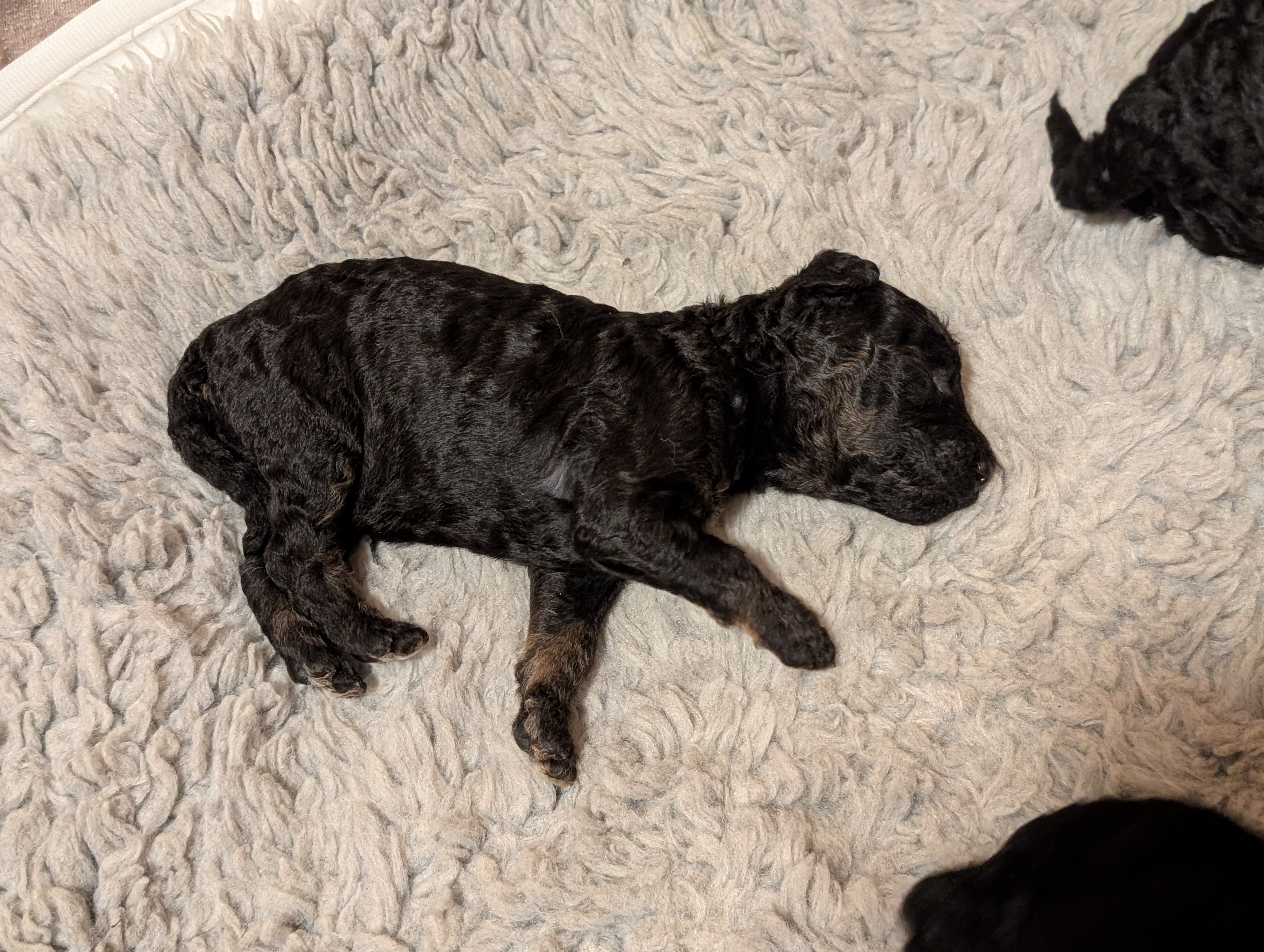 BjørnePias Ingiheidur BjørnePias Ingiheidur