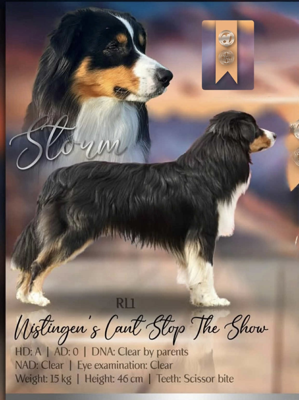 Nistingen’s Cant Stop the Show Nistingen’s Cant Stop the Show