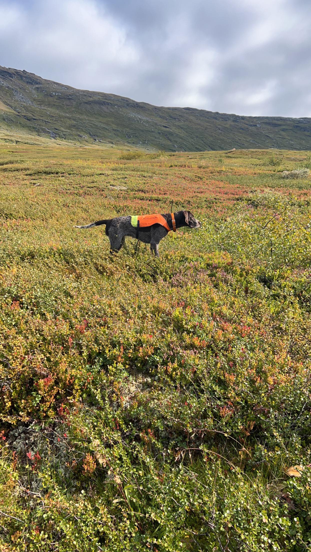 Nattmålsheias Super Nova Nattmålsheias Super Nova