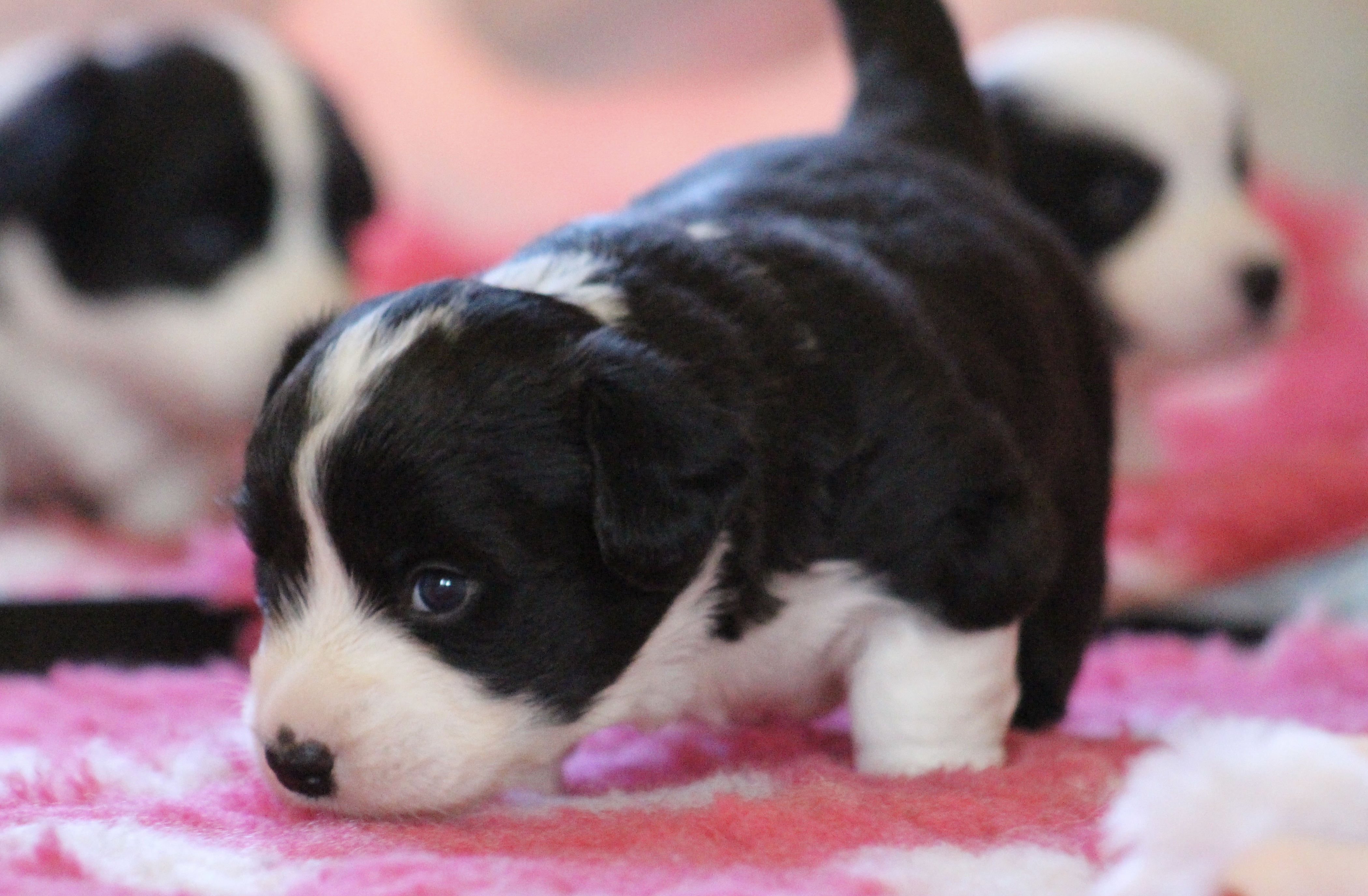 Dantyllew Exclusive’s Key To Promises Dantyllew Exclusive’s Key To Promises