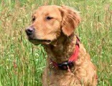 Den Gyldne hales Kaksi Den Gyldne hales Kaksi