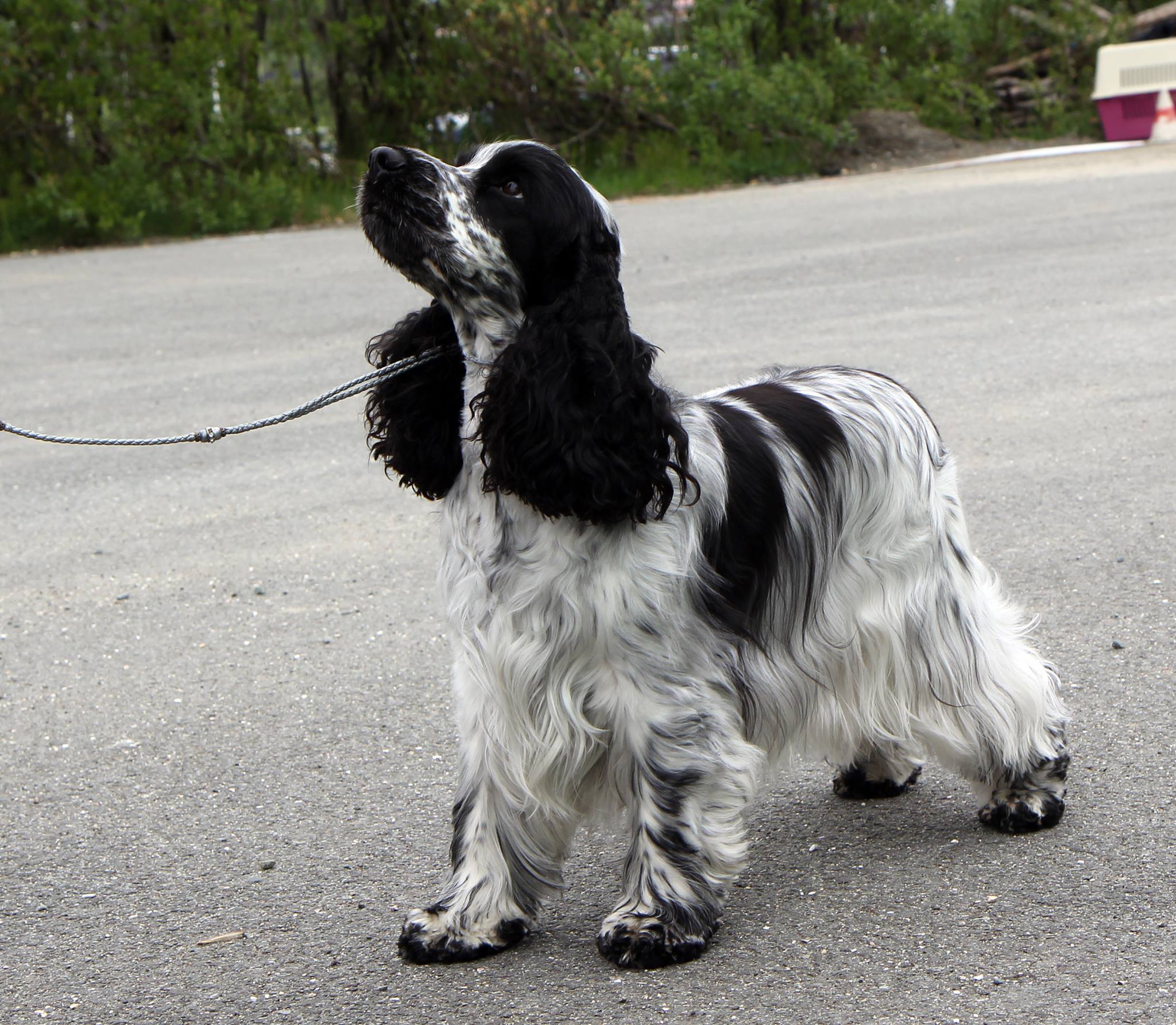 Occis Ticket Release Occis Ticket Release