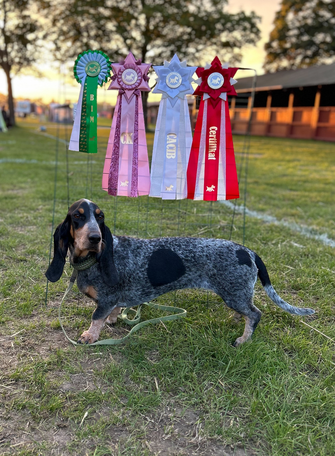 Grenneåsen's Oddveig 