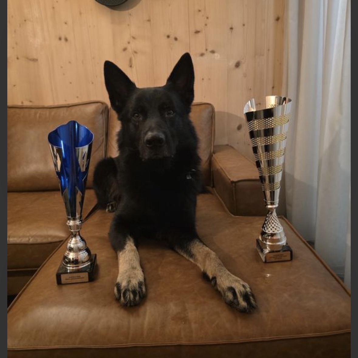 Baco von der Sigisliebe Baco von der Sigisliebe