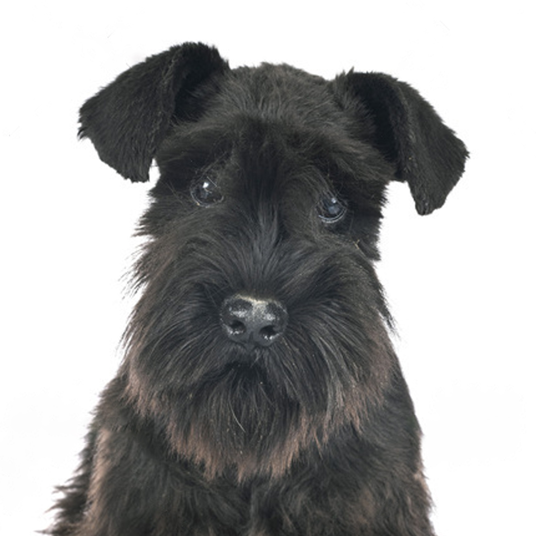 Dvergschnauzer sort Dvergschnauzer sort