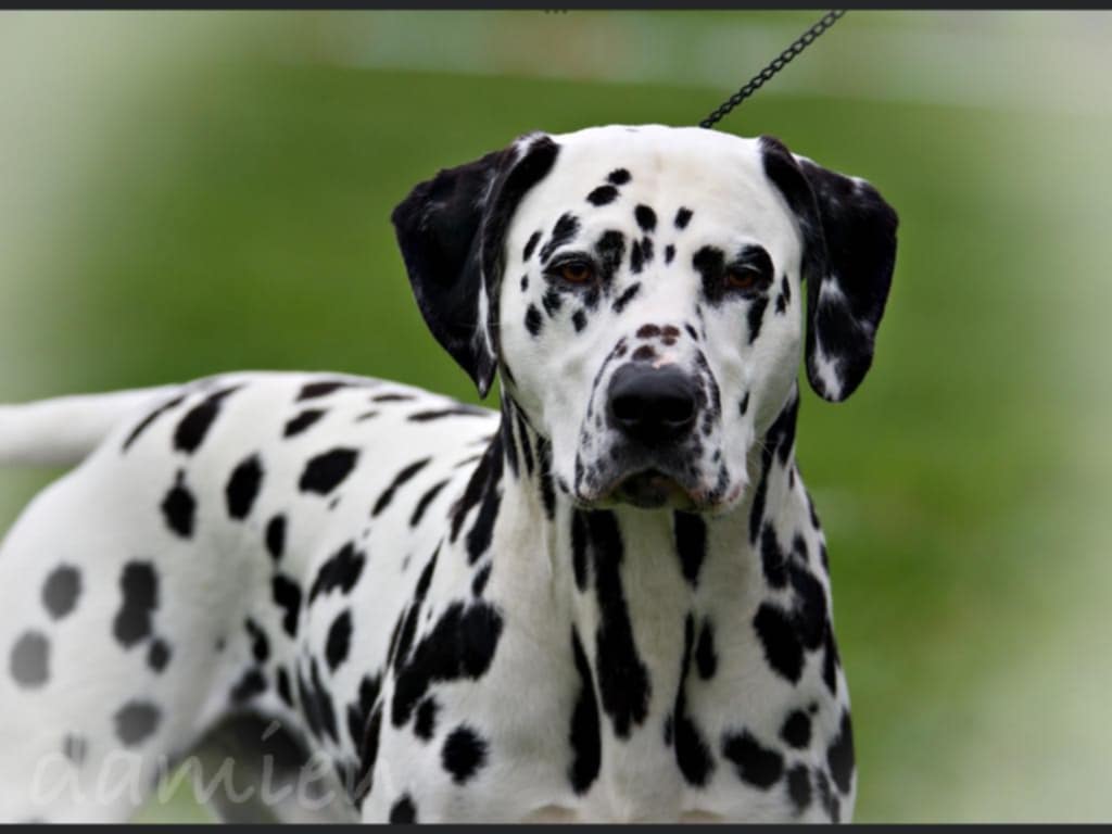 Dalnews Joyful Jonas Dalnews Joyful Jonas