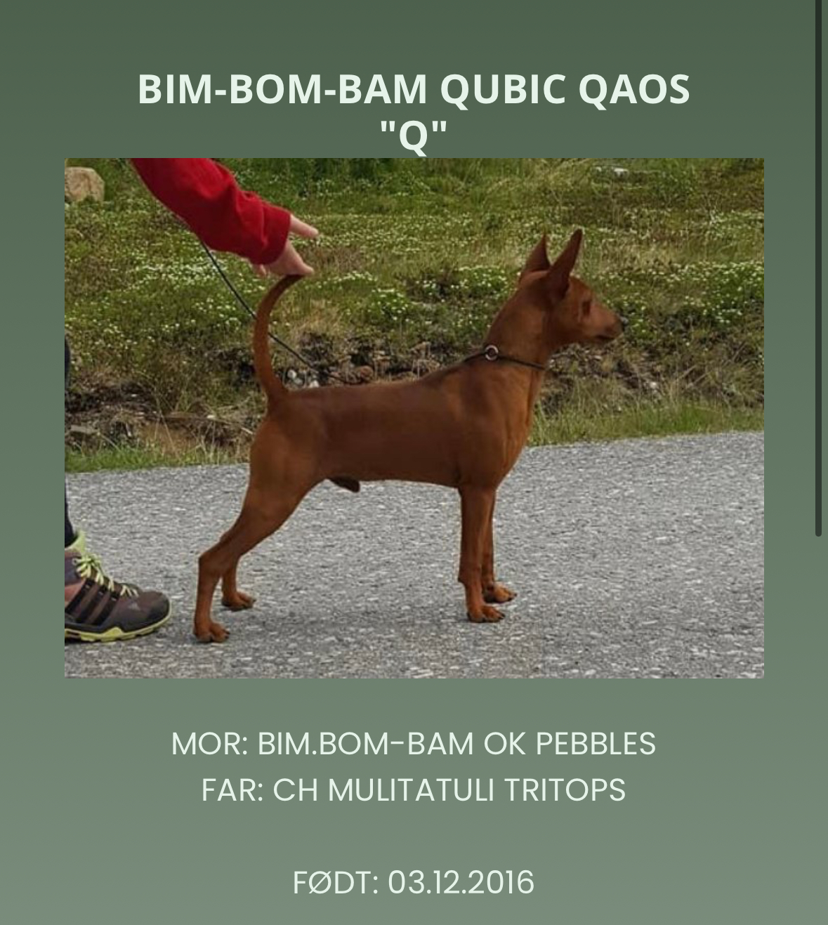 Bim-Bom-Bam Qubic Qaos Bim-Bom-Bam Qubic Qaos