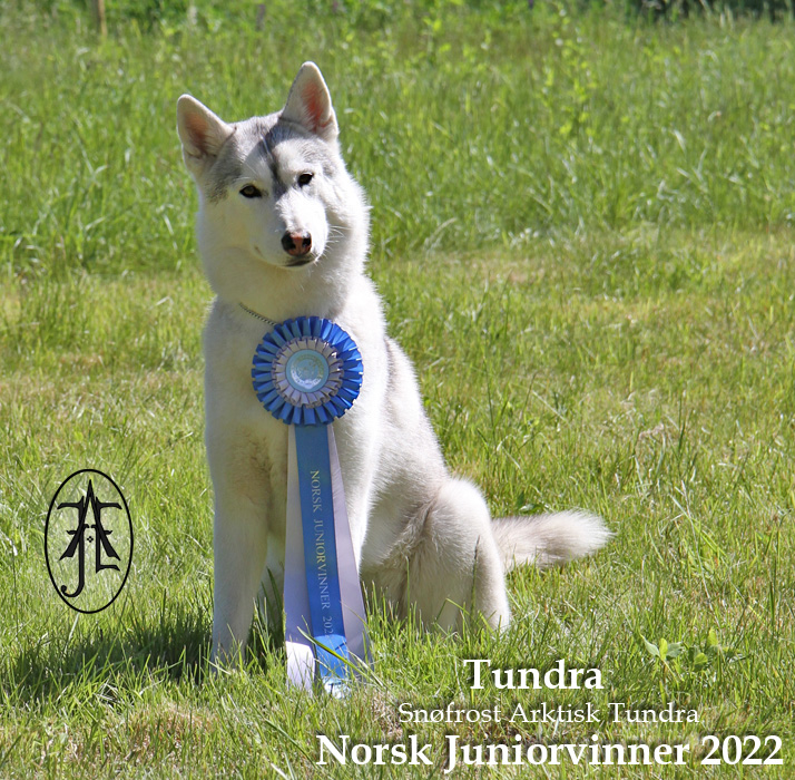 Snøfrost Arktisk Tundra Snøfrost Arktisk Tundra