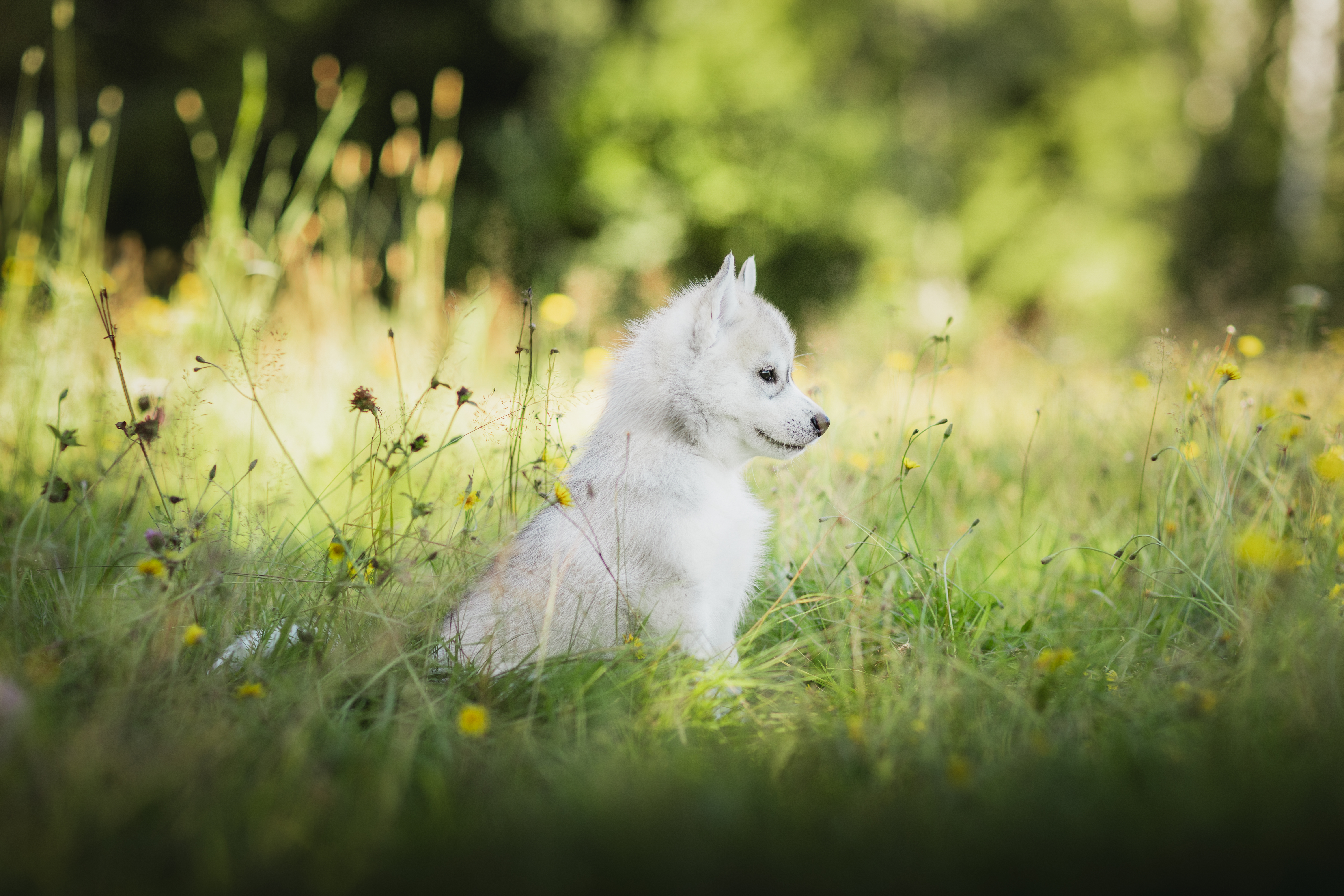 Eevee (svart) Eevee (svart)