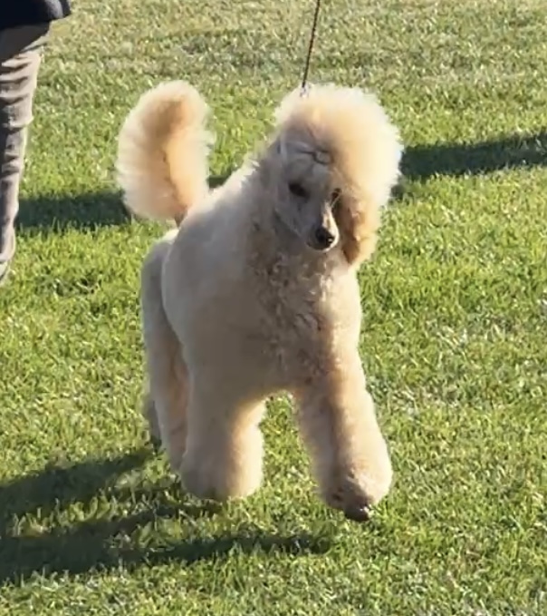 Herakles Migo Of Regenfield