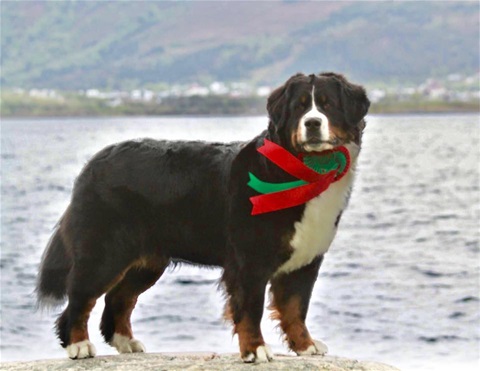 Hubba Bubba´s Ulla Widundertulla Hubba Bubba´s Ulla Widundertulla