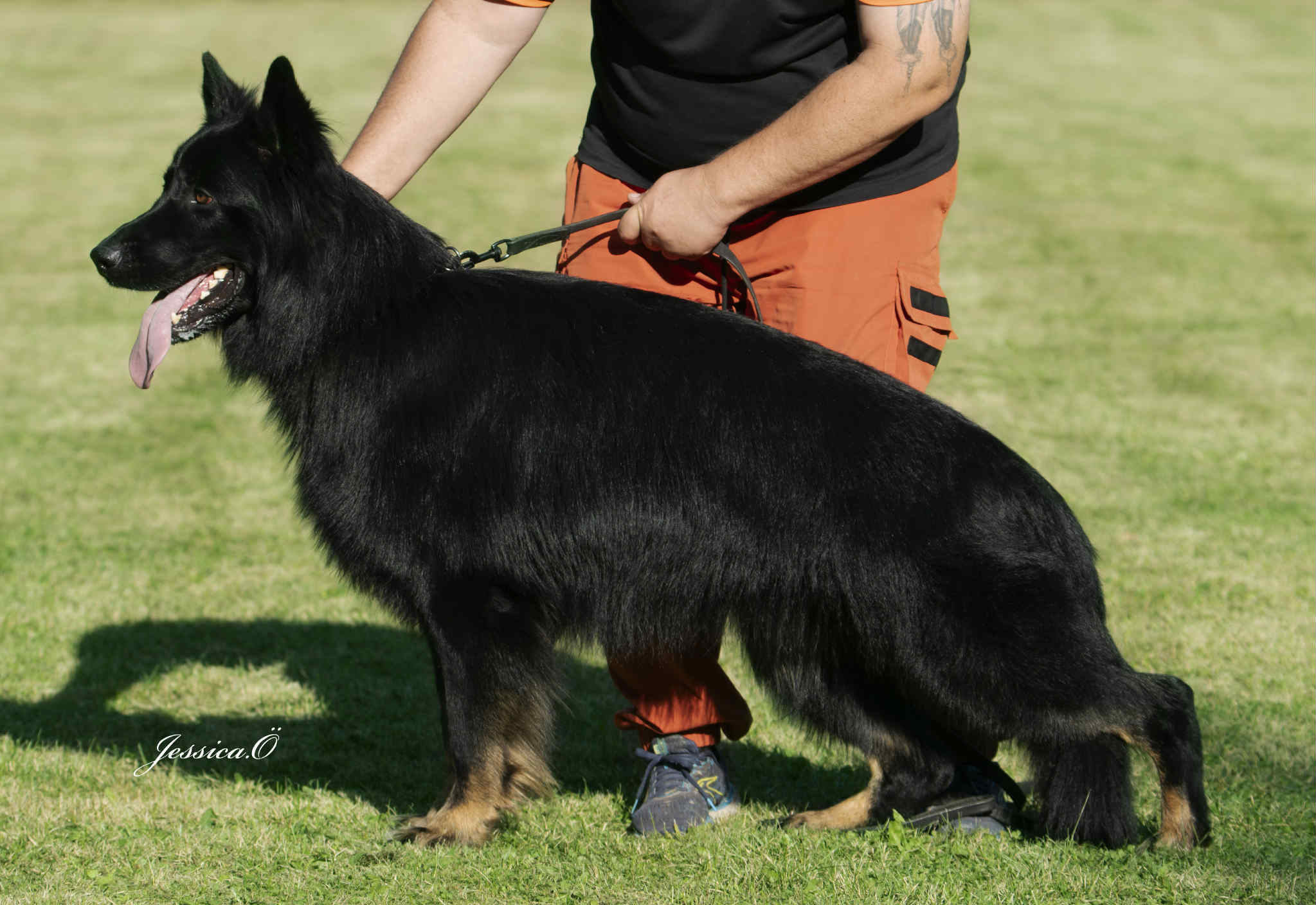 Que Sera Sera Fantastic Zlatan Que Sera Sera Fantastic Zlatan