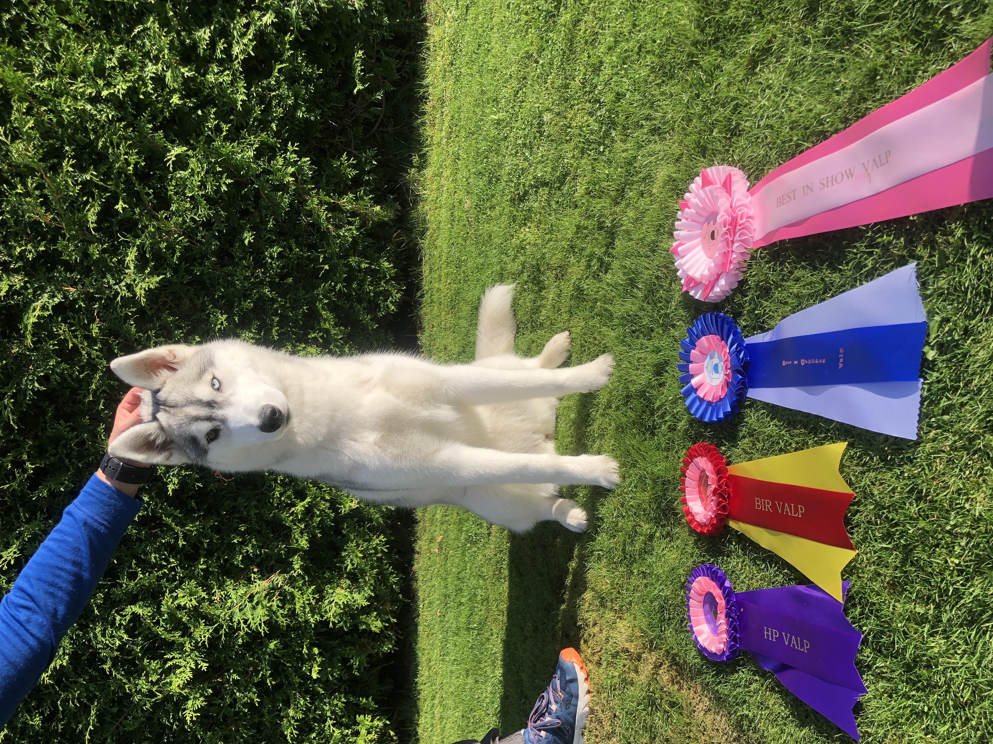 Barkas Perrera I’m Ayka (Ayka) Barkas Perrera I’m Ayka (Ayka)