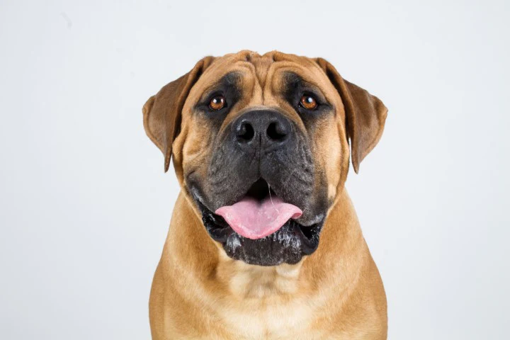 Boerboel