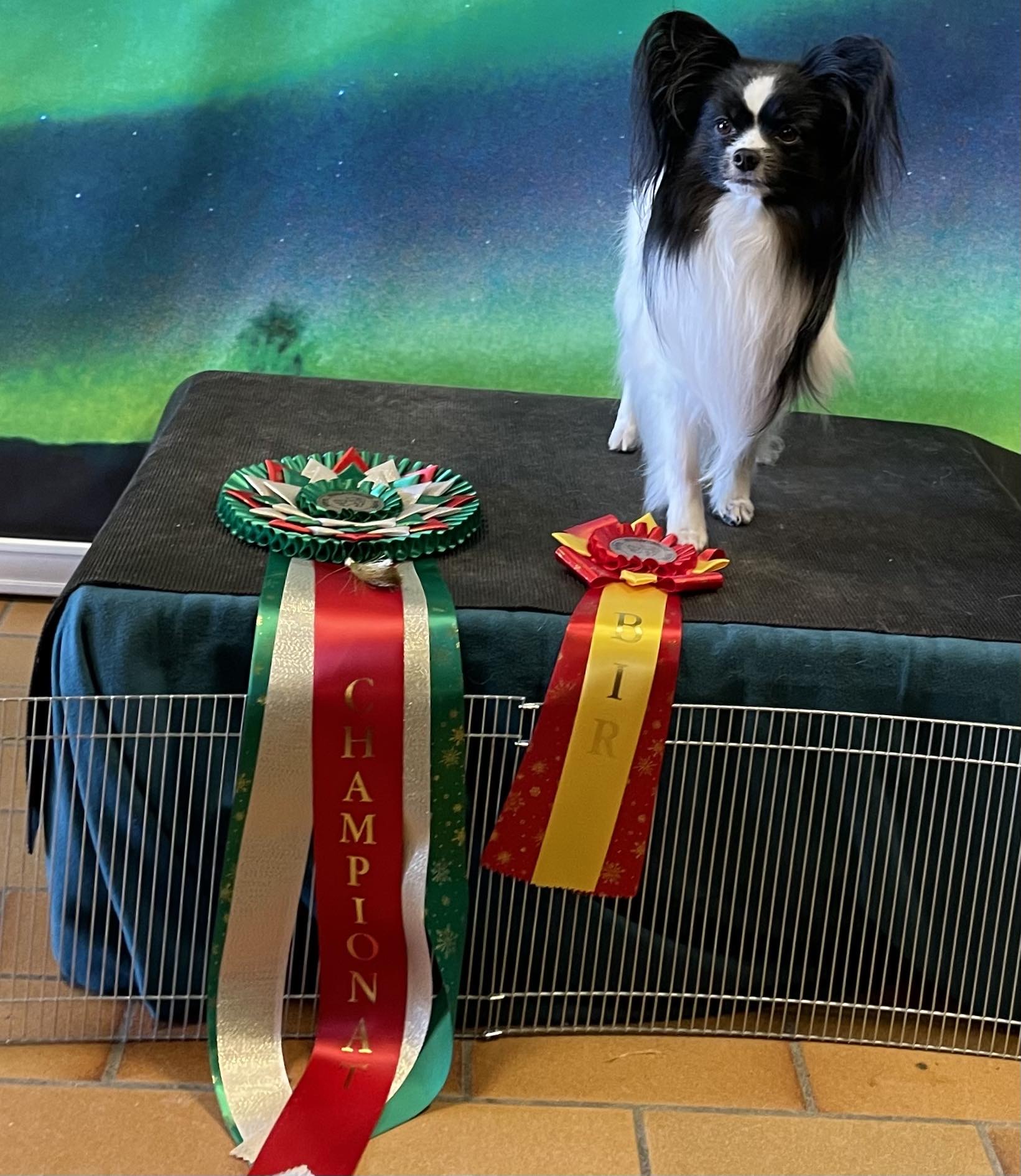 Storgardens småvenna Storgardens småvenna