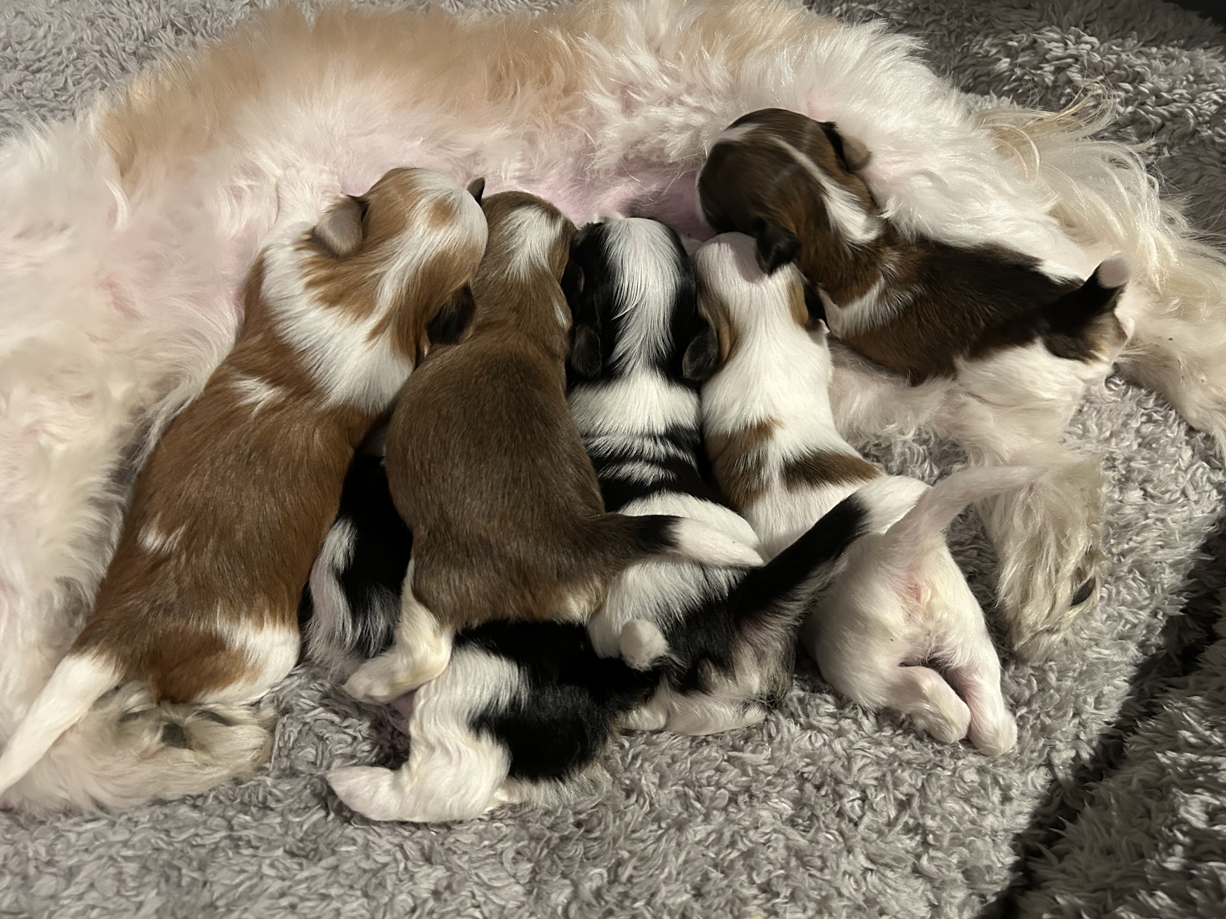 Silke-engler Silke-engler