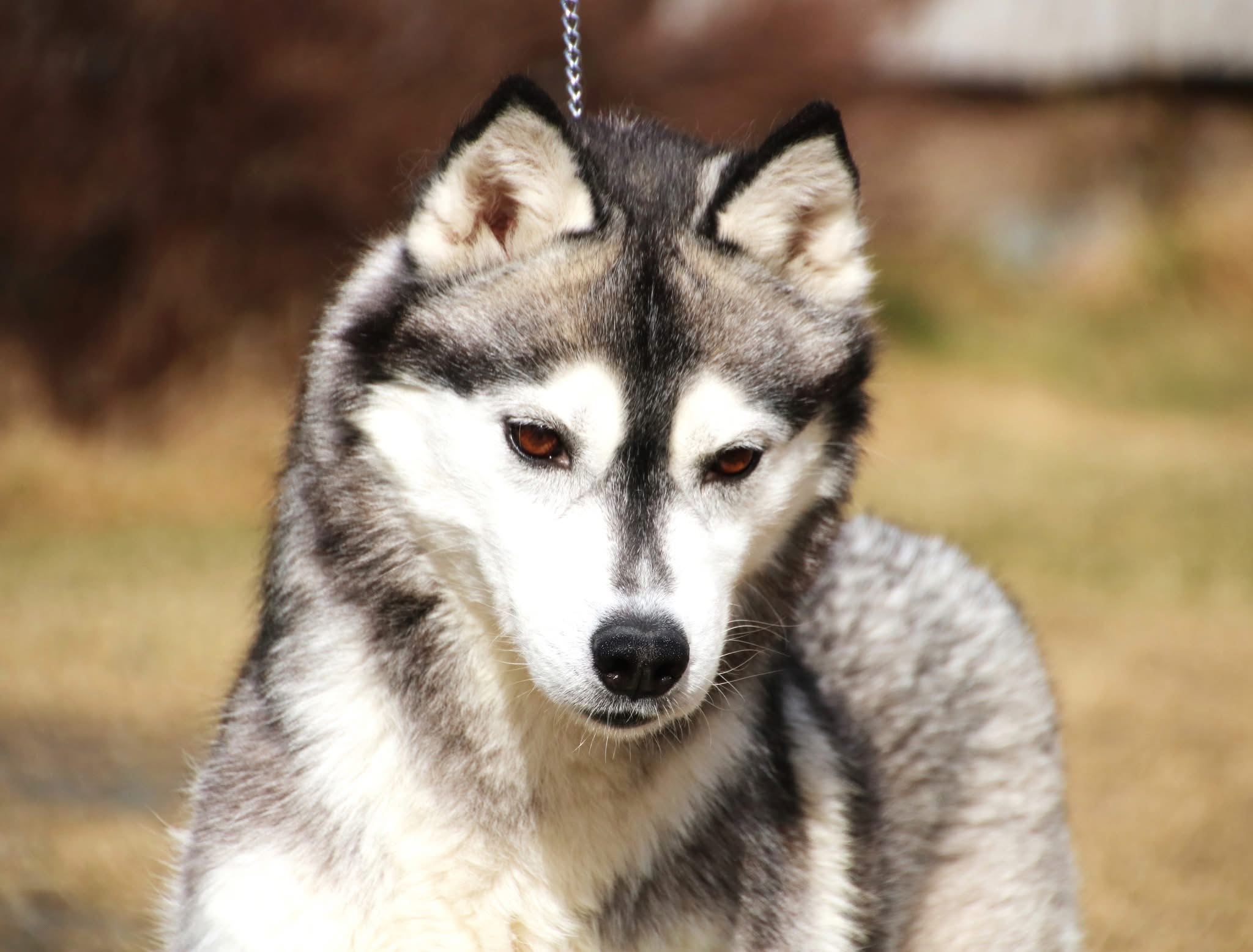 Gelido Vento Pina Colada Gelido Vento Pina Colada