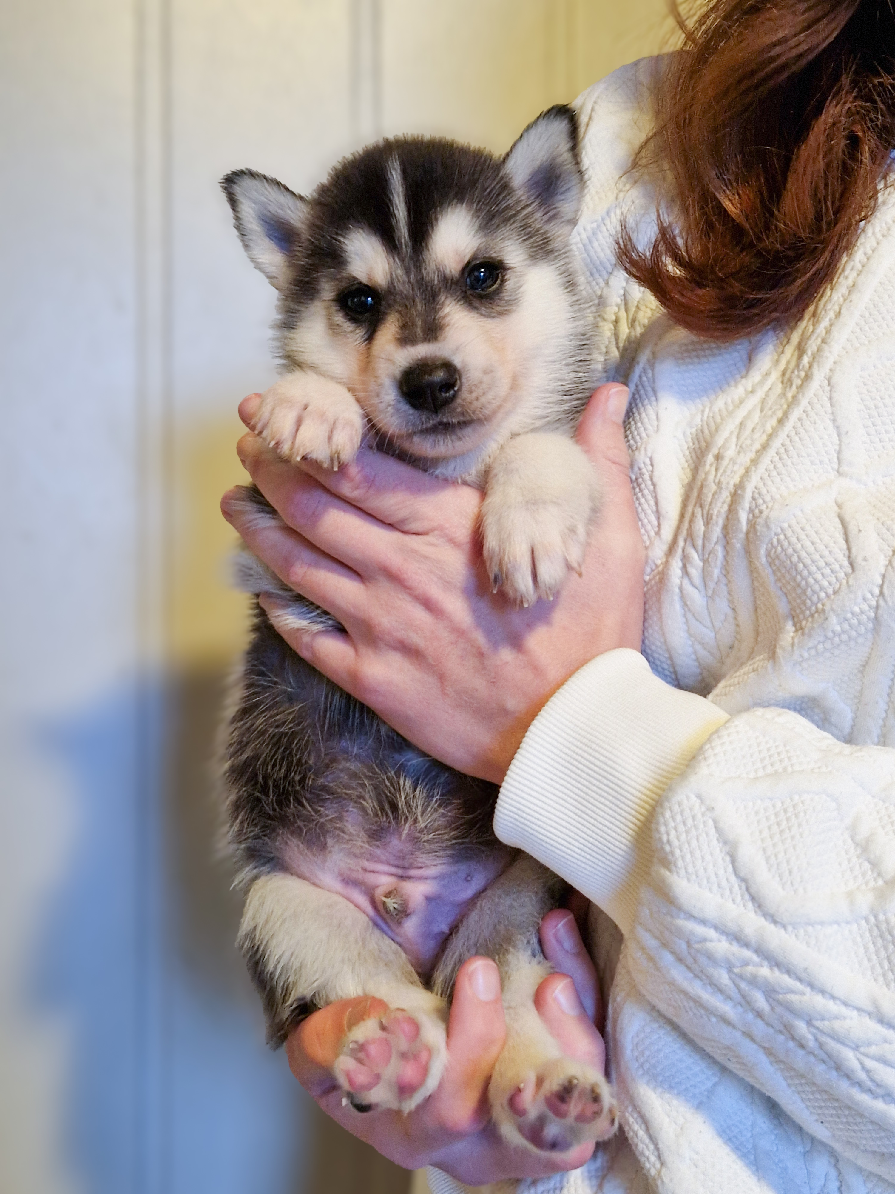 Gønn valp Gønn valp