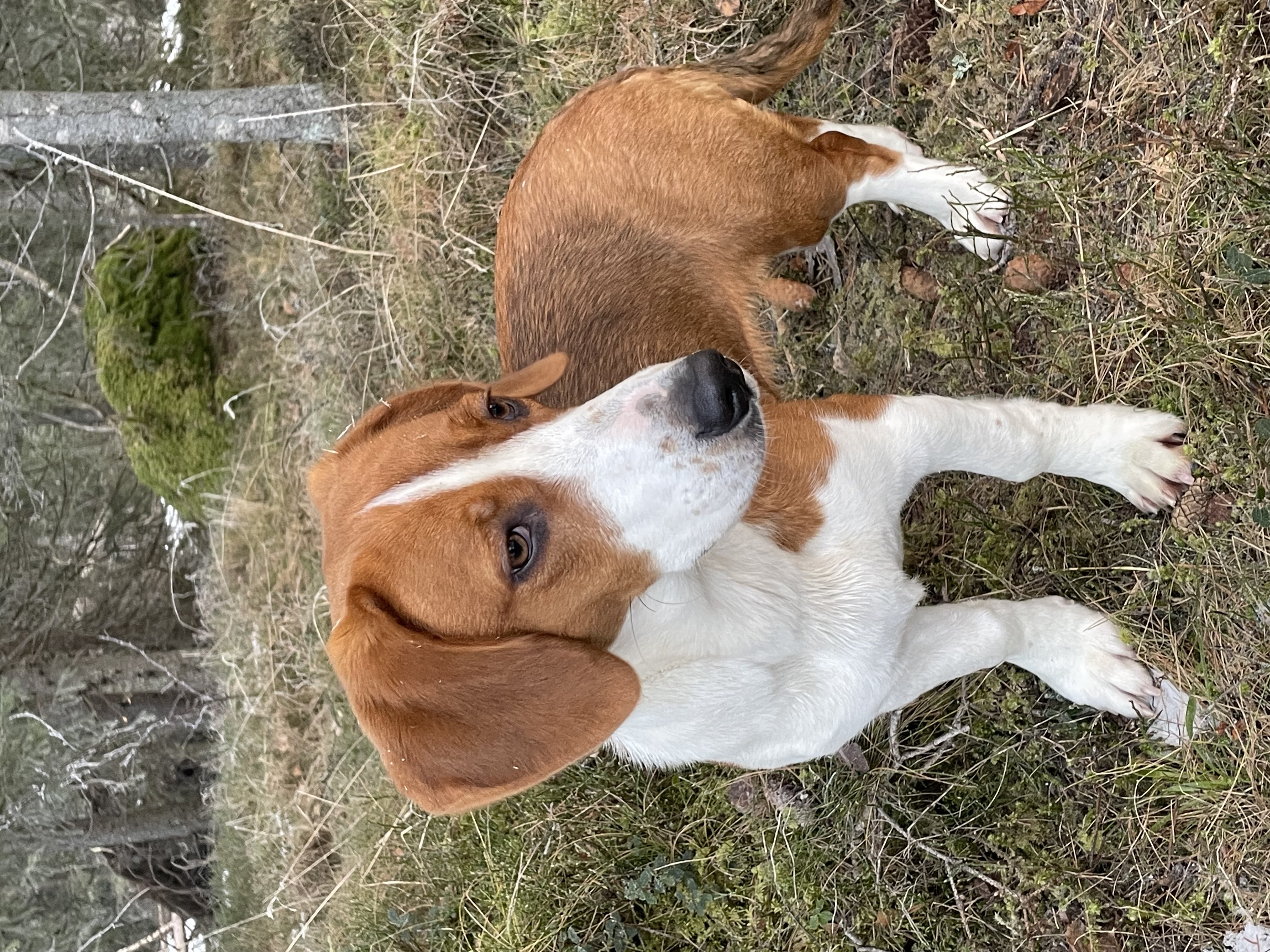 Holtetlias Mira Holtetlias Mira