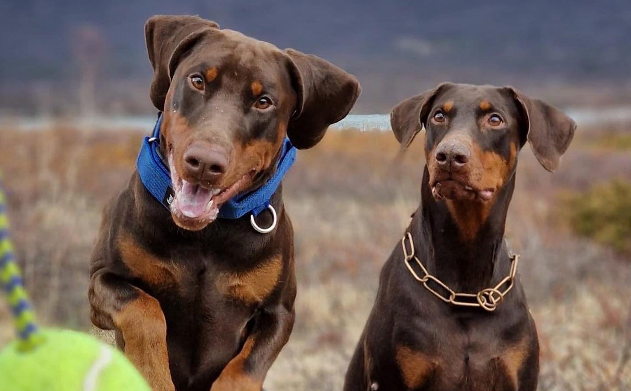 Dobermann med kraft og karakter