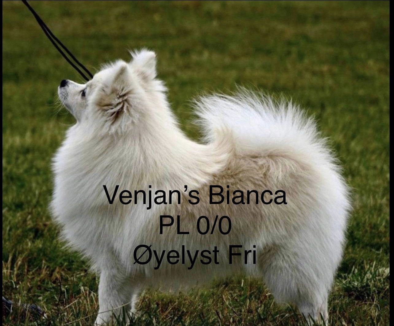 Venjan’s Bianca Venjan’s Bianca