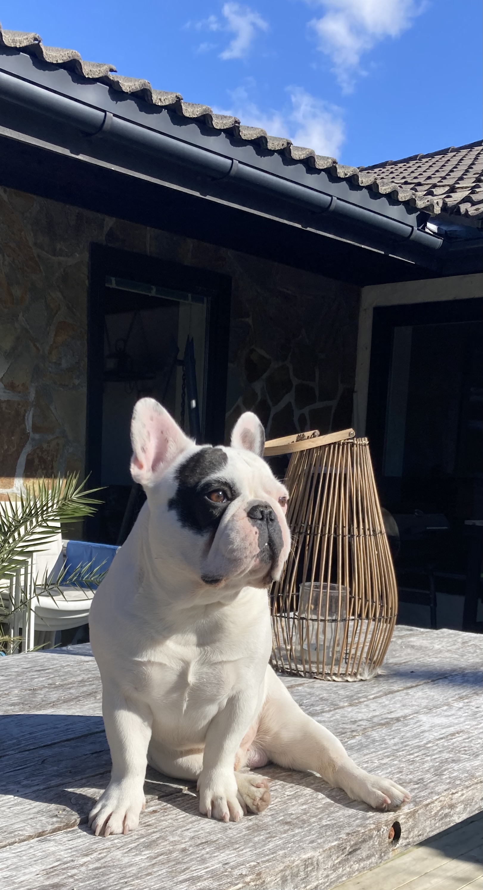 Bettybulls Bruce Willis Bettybulls Bruce Willis