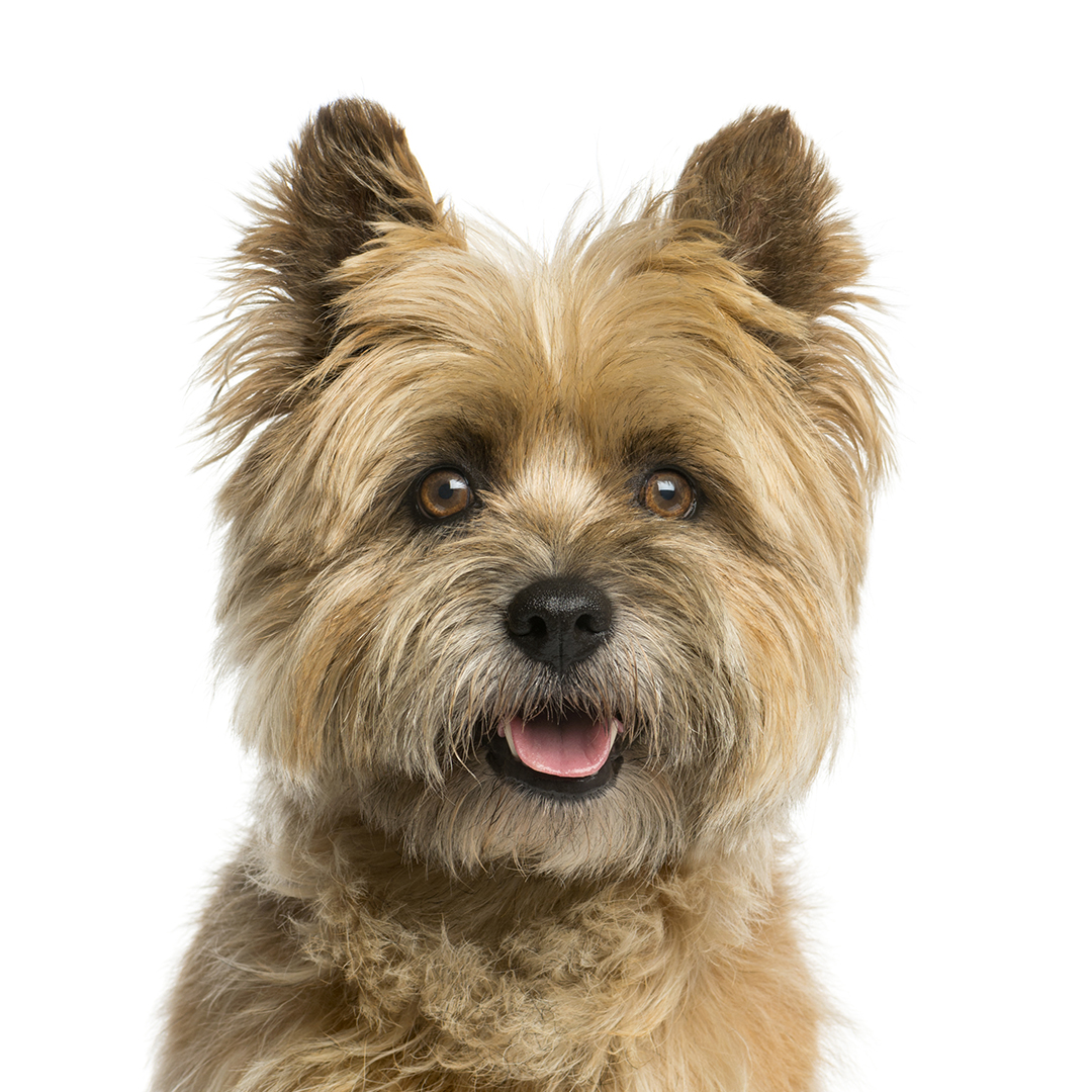 Cairn terrier