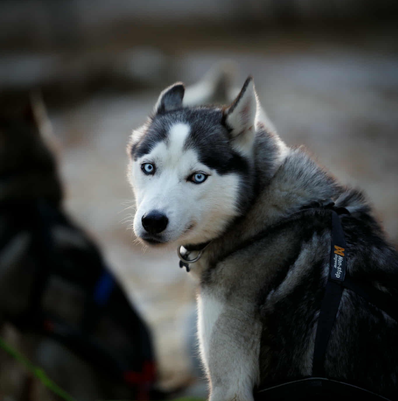 Team Tuvas Cazan Team Tuvas Cazan