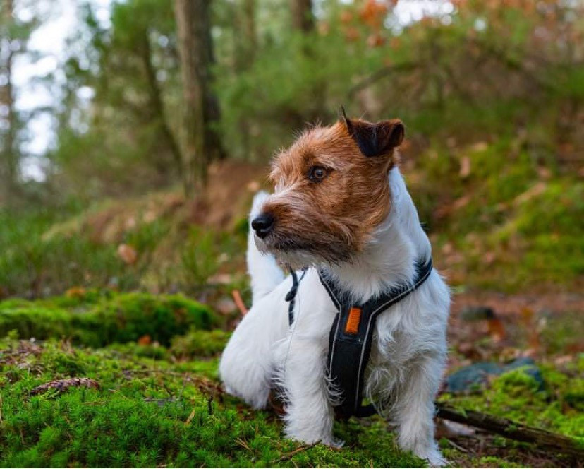 Si-wi-to Passions of my Heart Wino Si-wi-to Passions of my Heart Wino