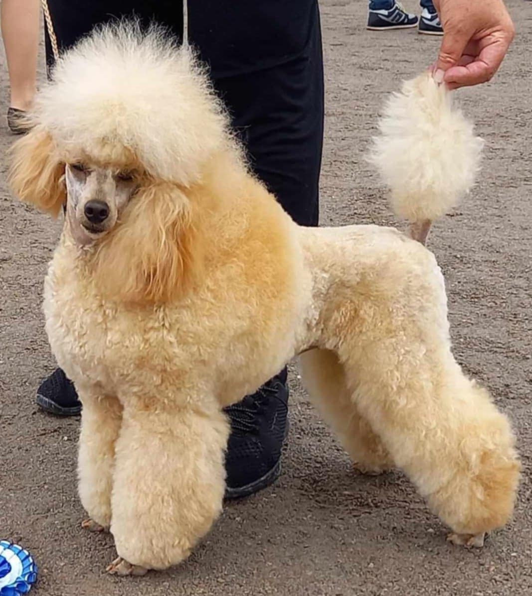 Tixobambixo's Fawn Of JO-Helm