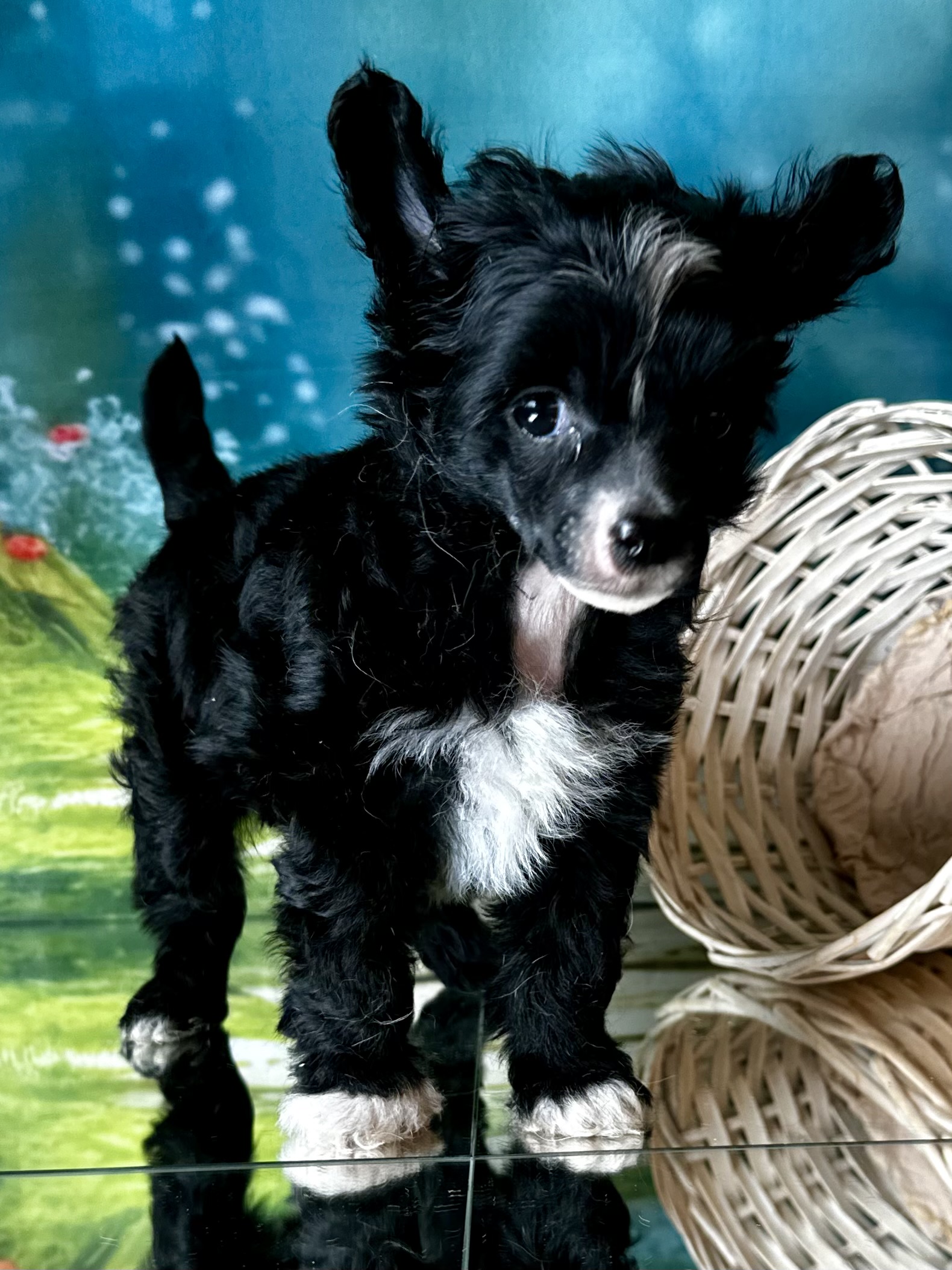 Black Moondancer Black Moondancer