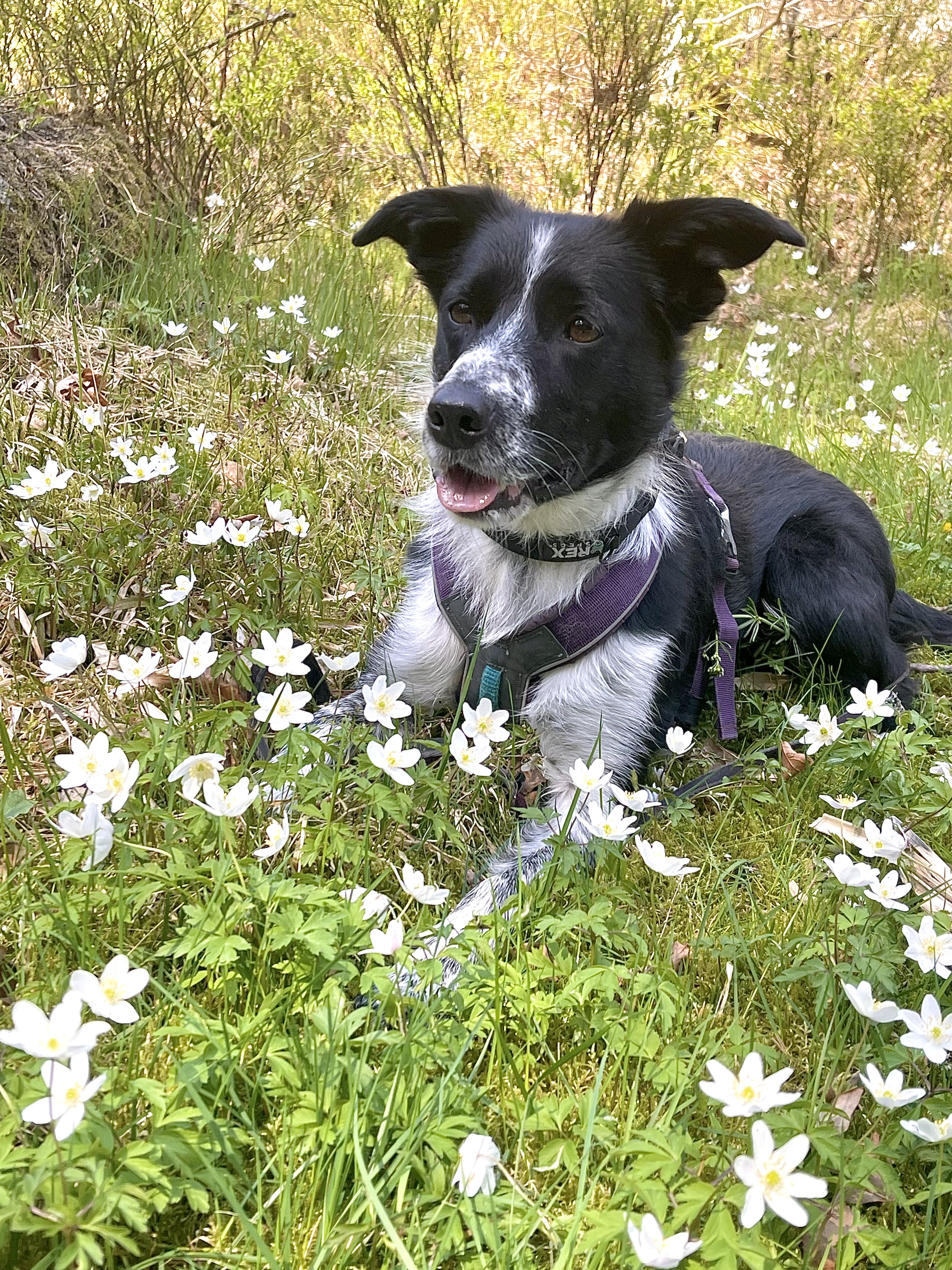 RL1 Rettvest Flau Vind - Bølla