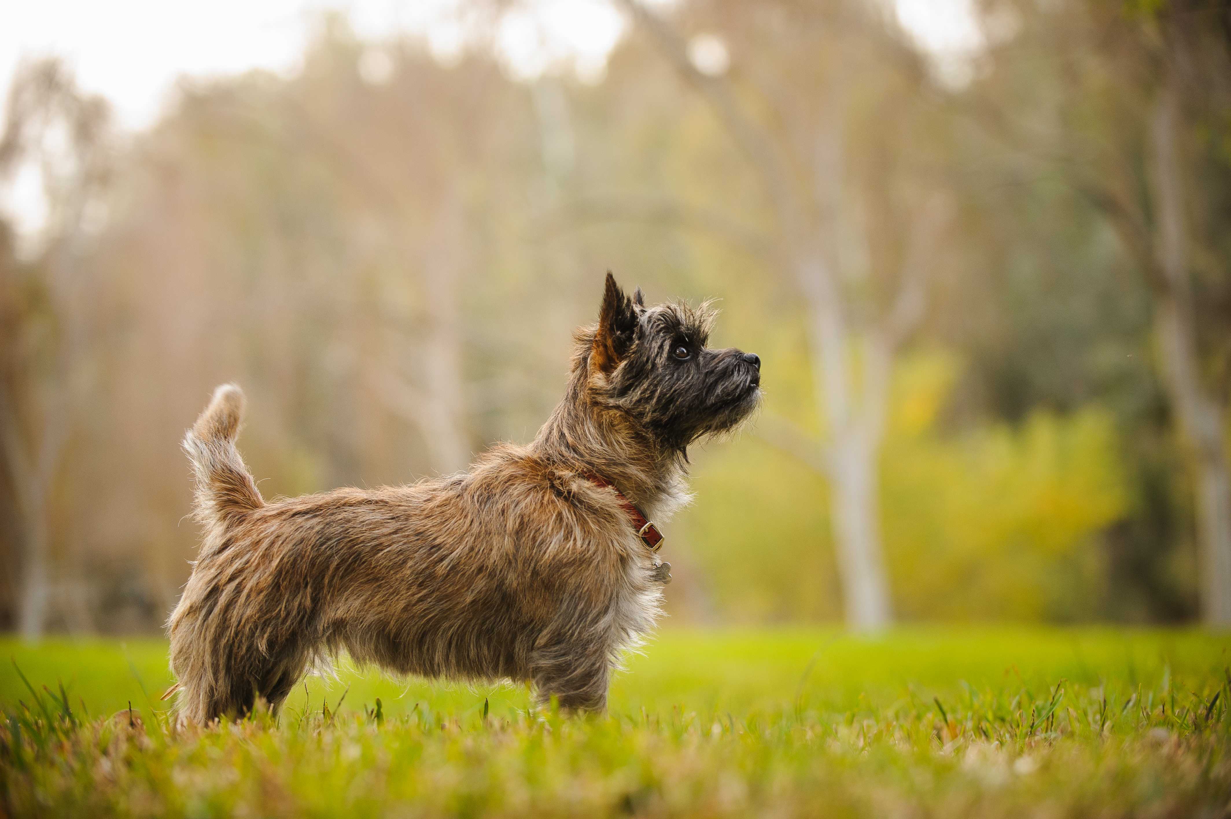 Cairn terrier