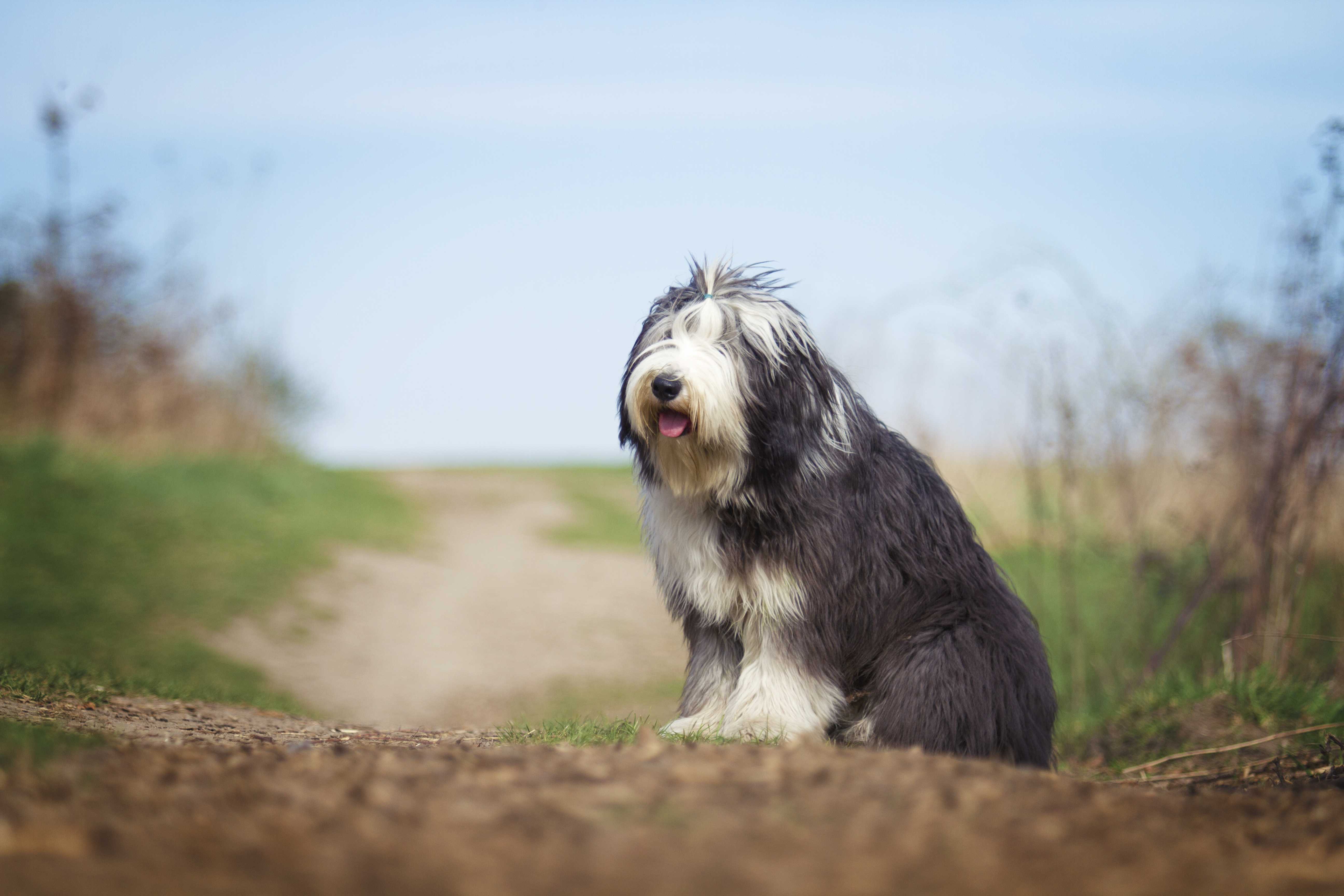 Bearded collie Bearded collie