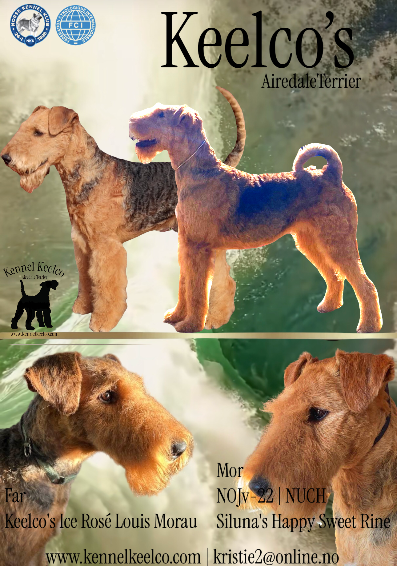 Airedale terrier
