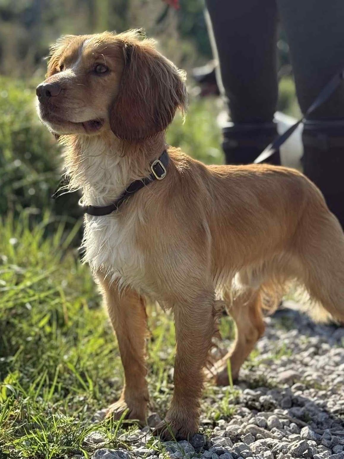 Loui (X-Paws Beetle) Loui (X-Paws Beetle)