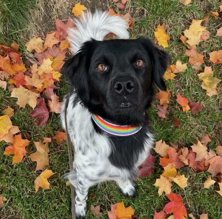 Nitjagilas Amusing Altjira «Mojito»