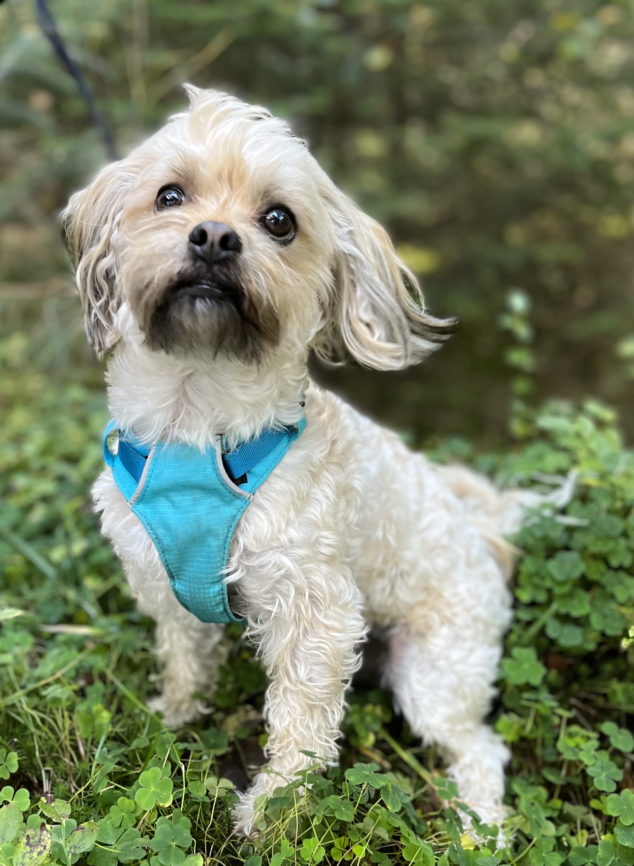 Urtehagens My Valentin Basse Urtehagens My Valentin Basse