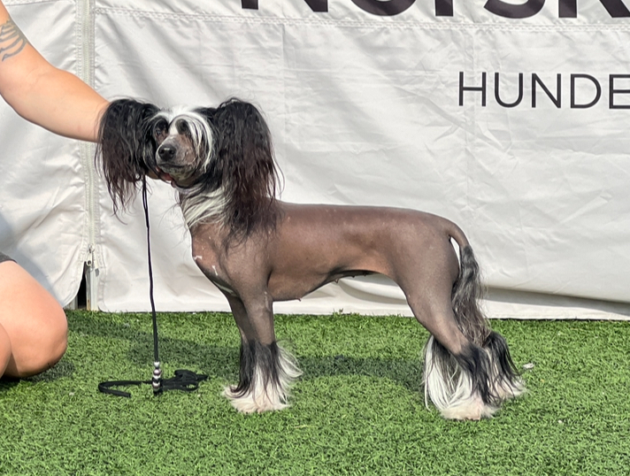 Becca - FI JrCH Girls Girls Just like a Black Opal Becca - FI JrCH Girls Girls Just like a Black Opal