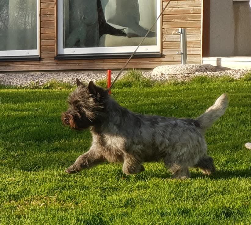 Terriland's Rock Around The Clock Terriland's Rock Around The Clock