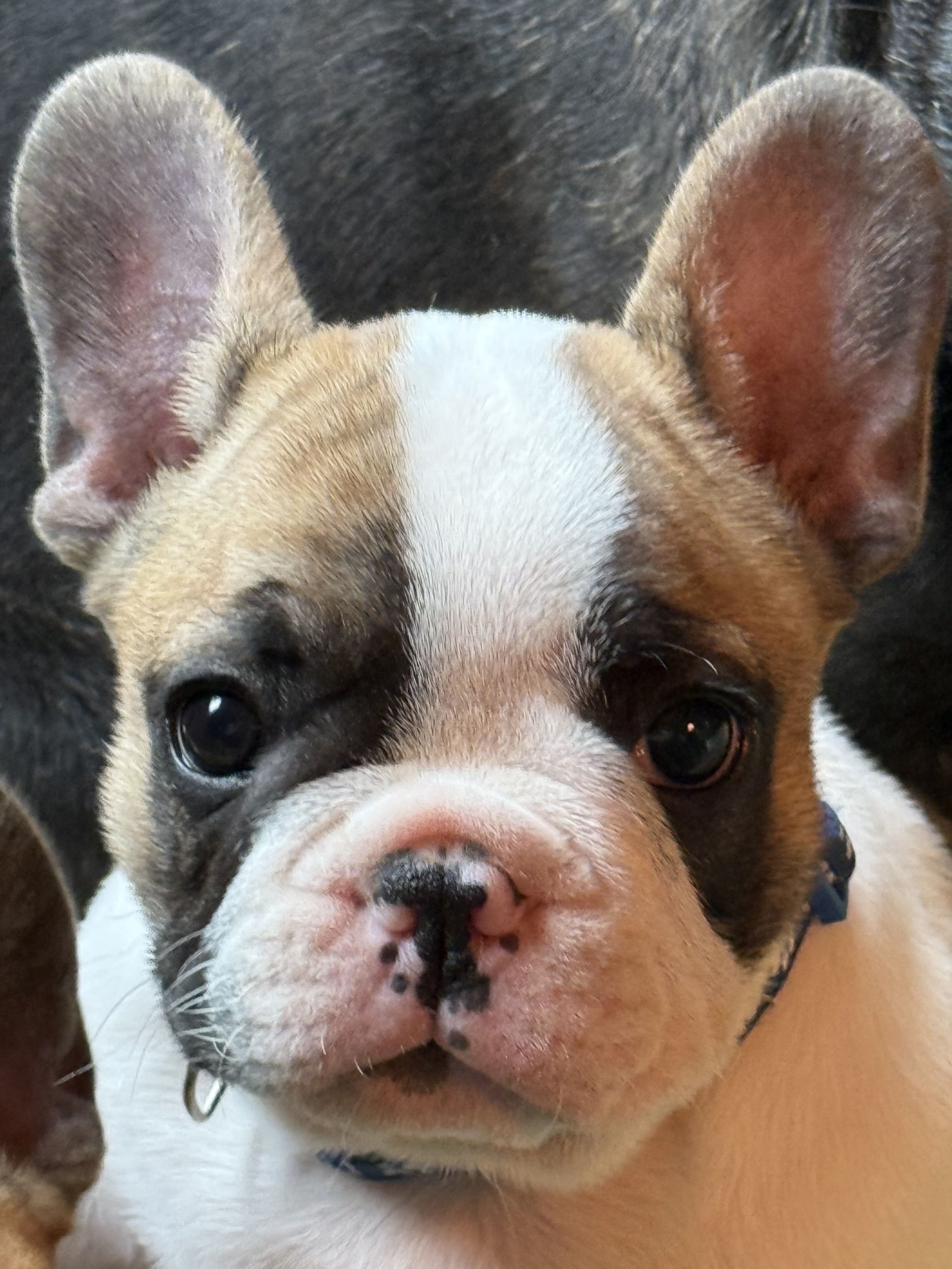 Catamada Spot Catamada Spot