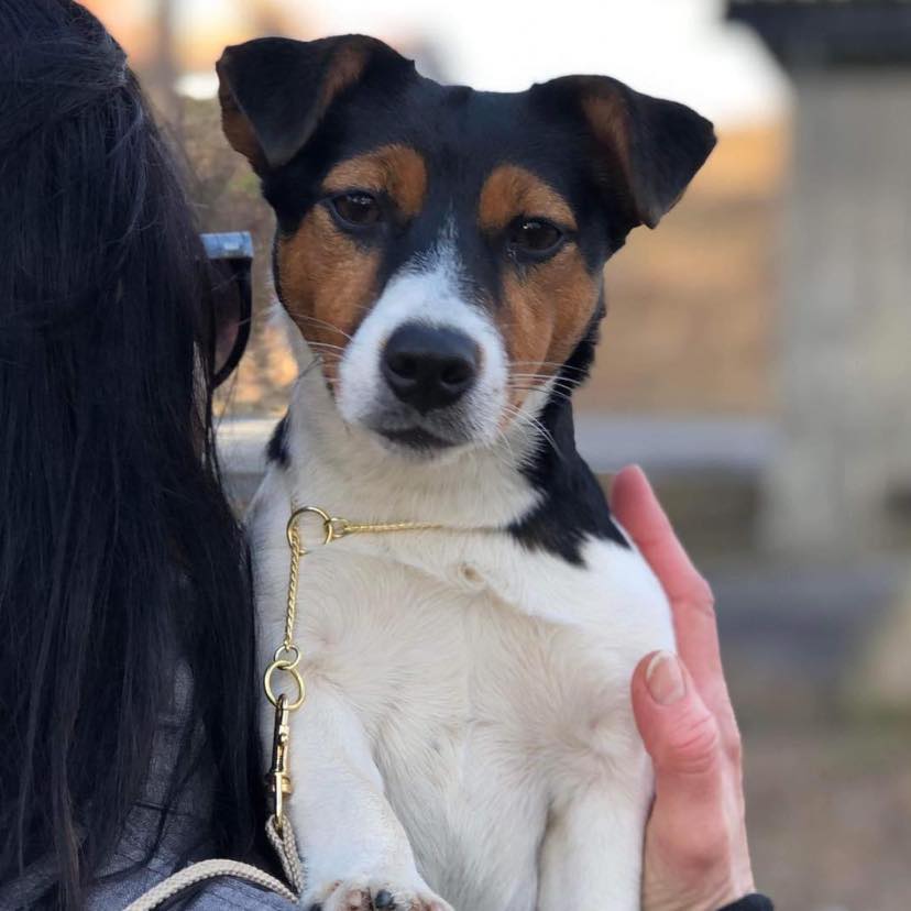 Daisy Blossom's Quintana Daisy Blossom's Quintana