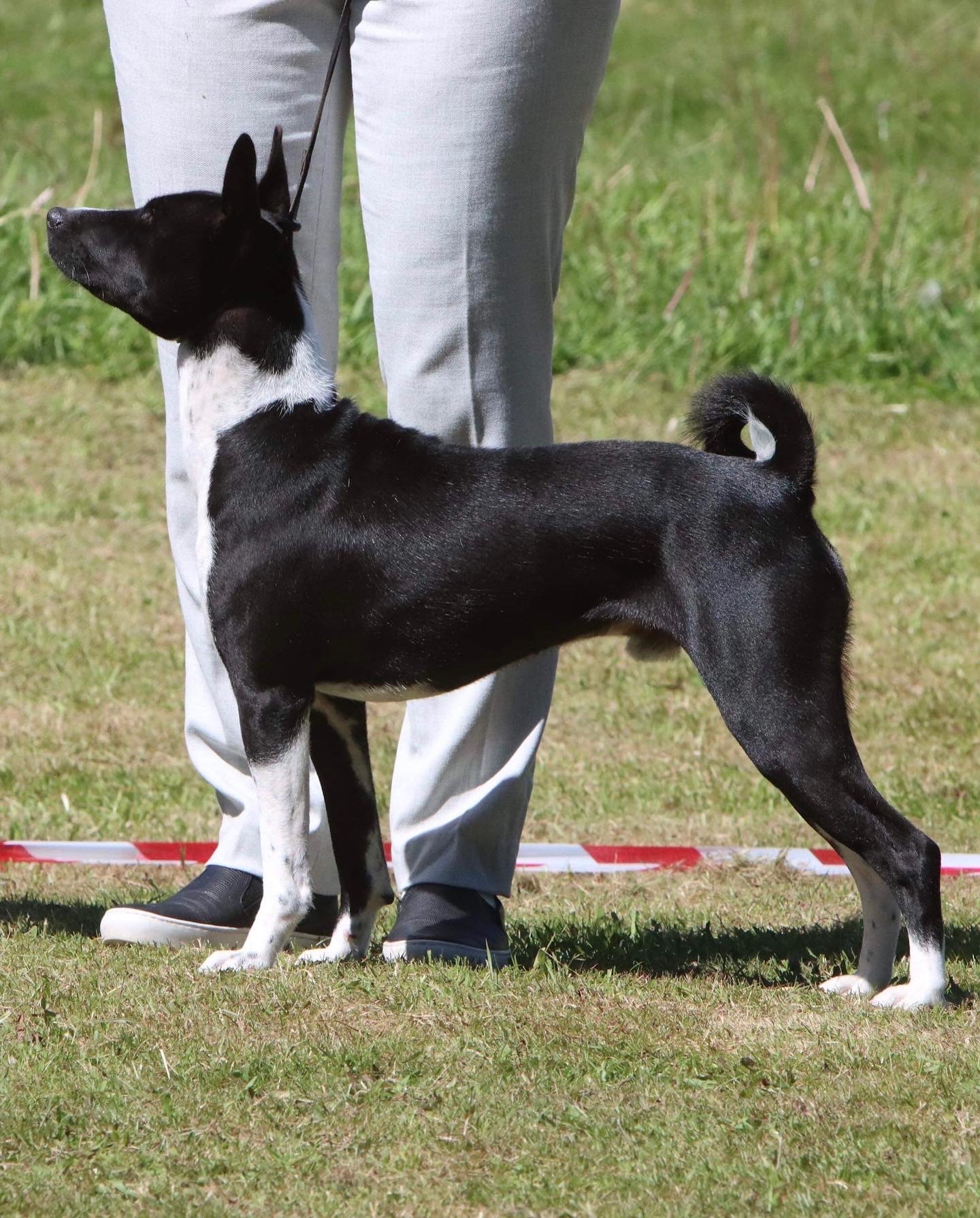 N uch Kardohill’s Aragorn «Aragorn» N uch Kardohill’s Aragorn «Aragorn»