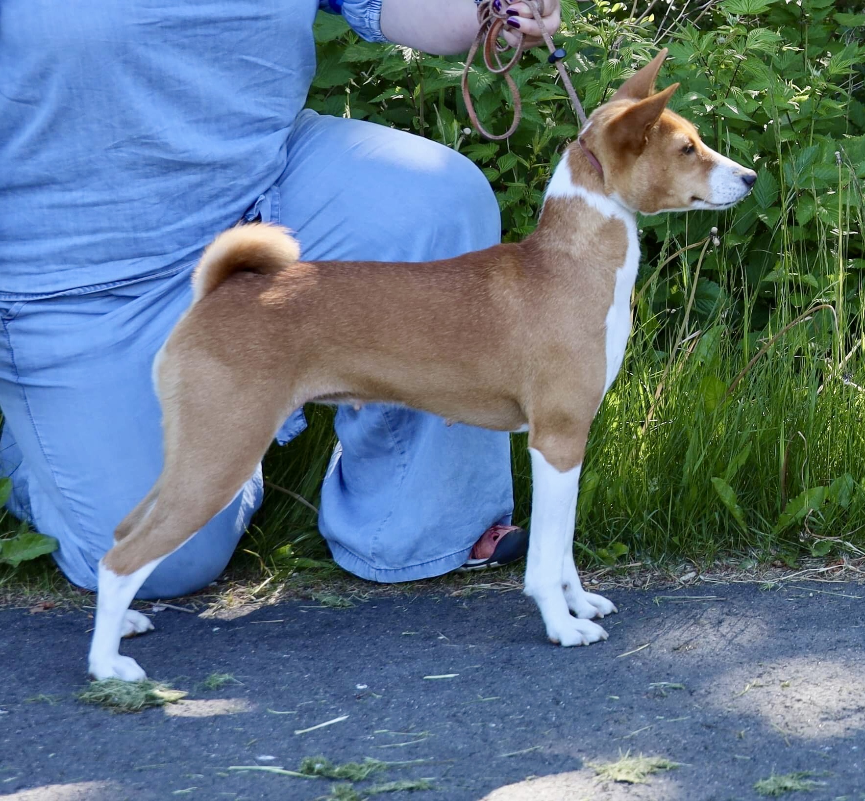 N uch Kardohill’s Crystal Celestin «Dixie» N uch Kardohill’s Crystal Celestin «Dixie»