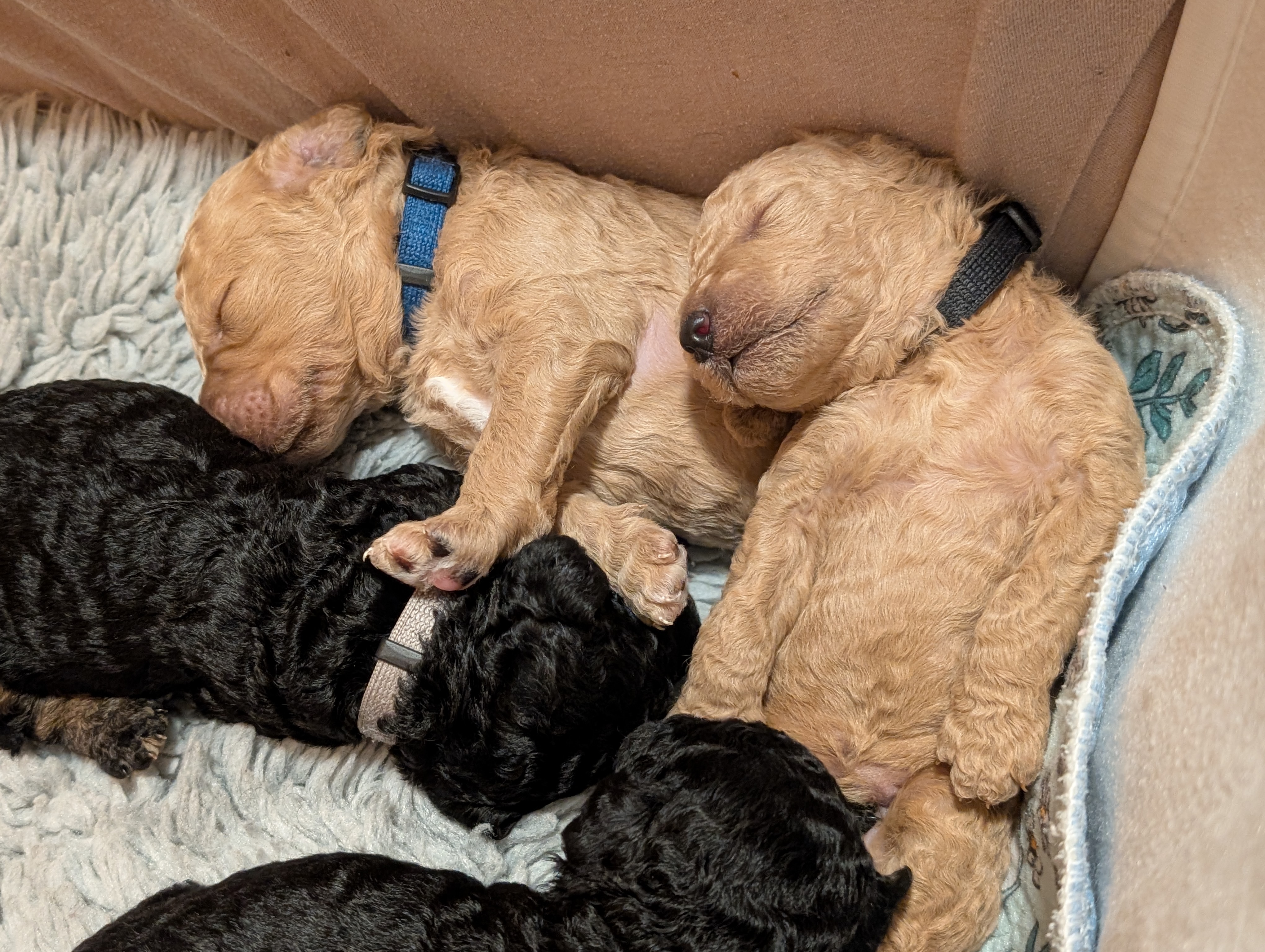 BjørnePias Ingibjarnur BjørnePias Ingibjarnur