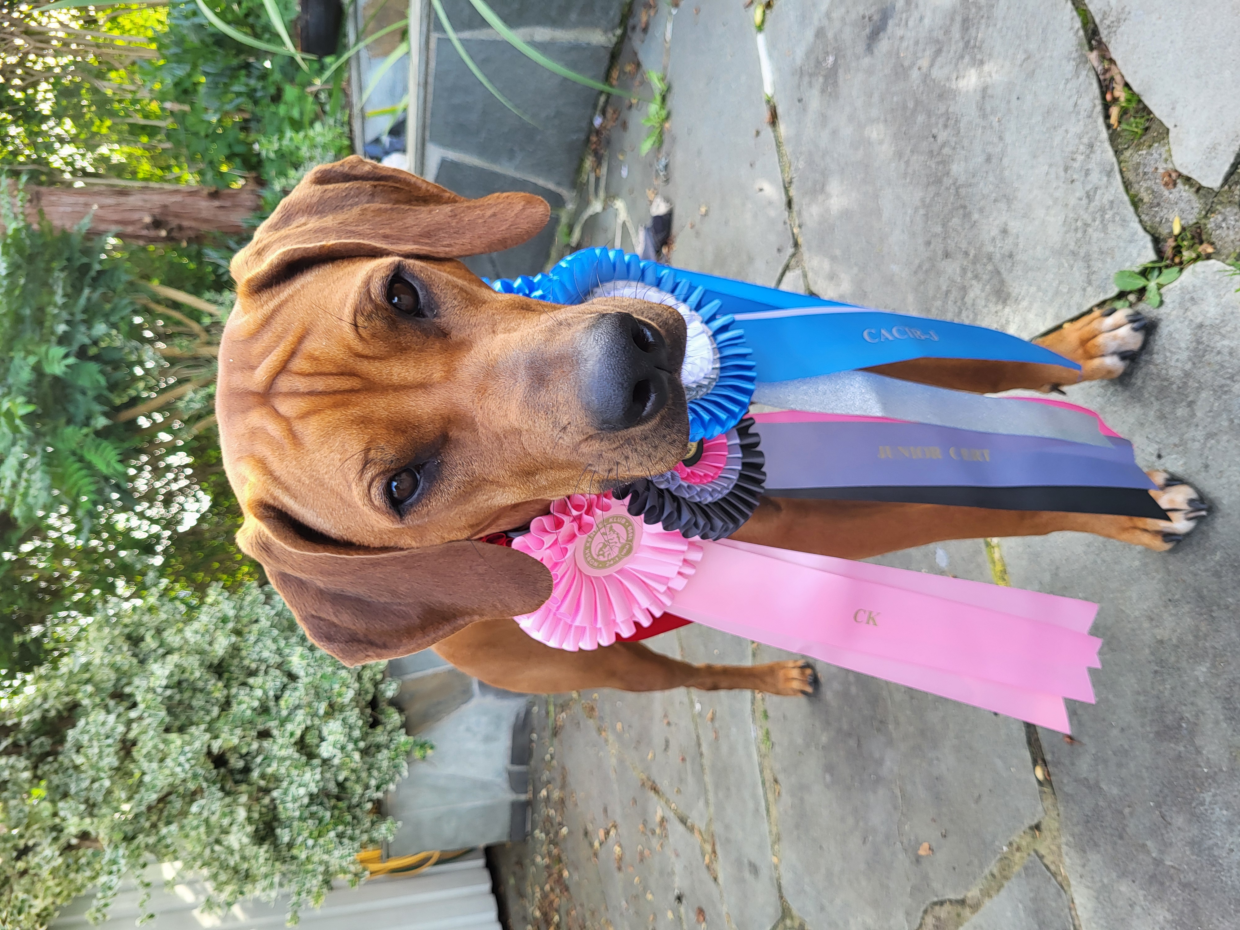 Mufasa Be my Hopfull star Ruby Mufasa Be my Hopfull star Ruby