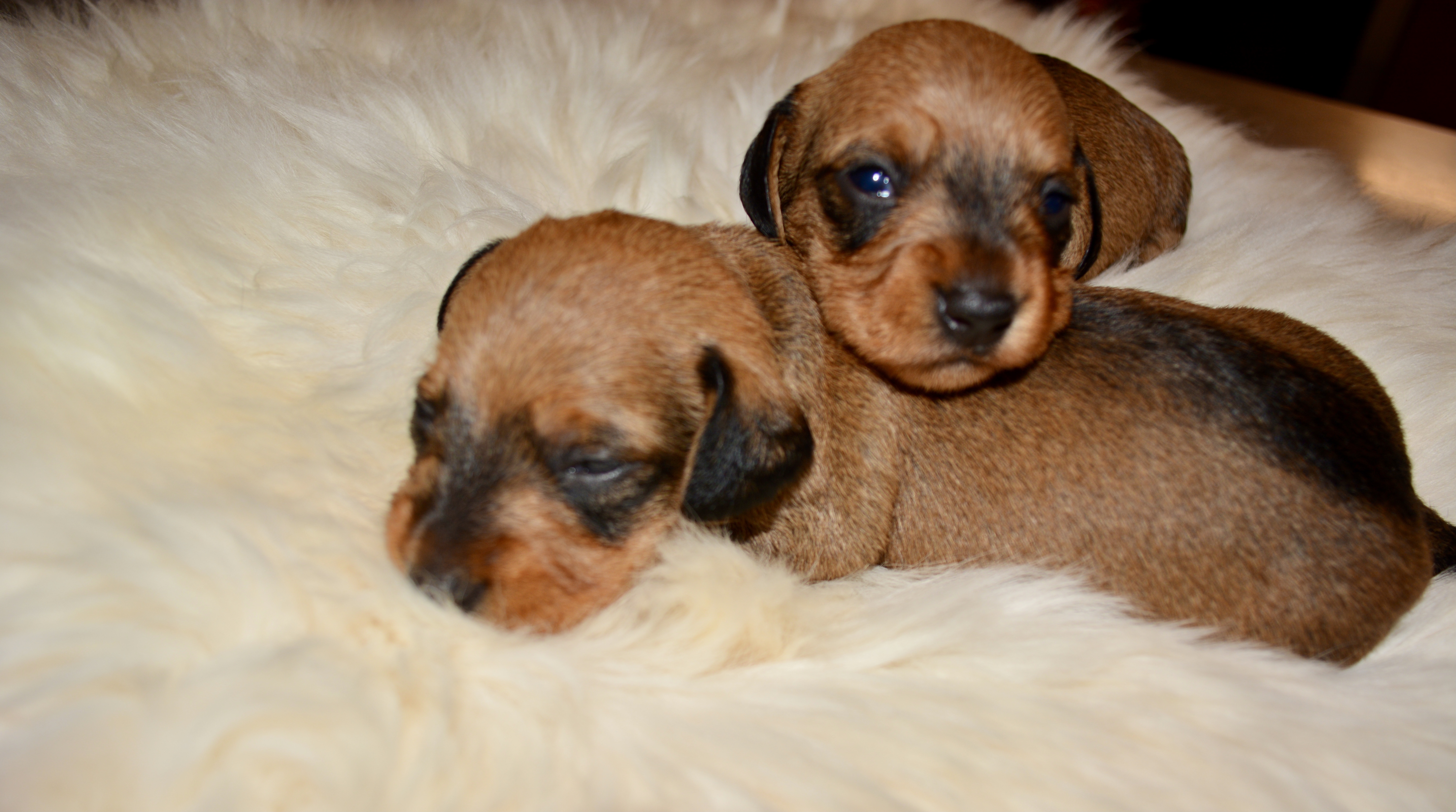 Minstemann Minstemann