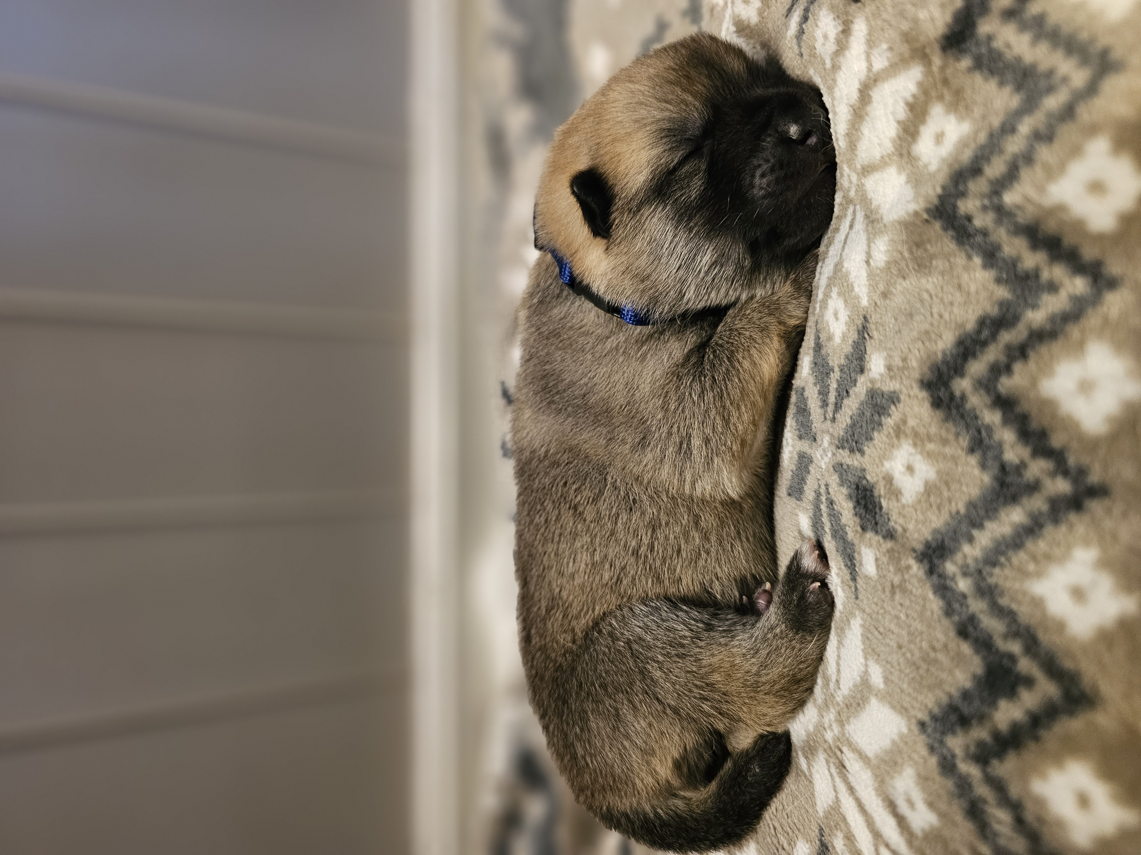 Dynamic image Dynamic image