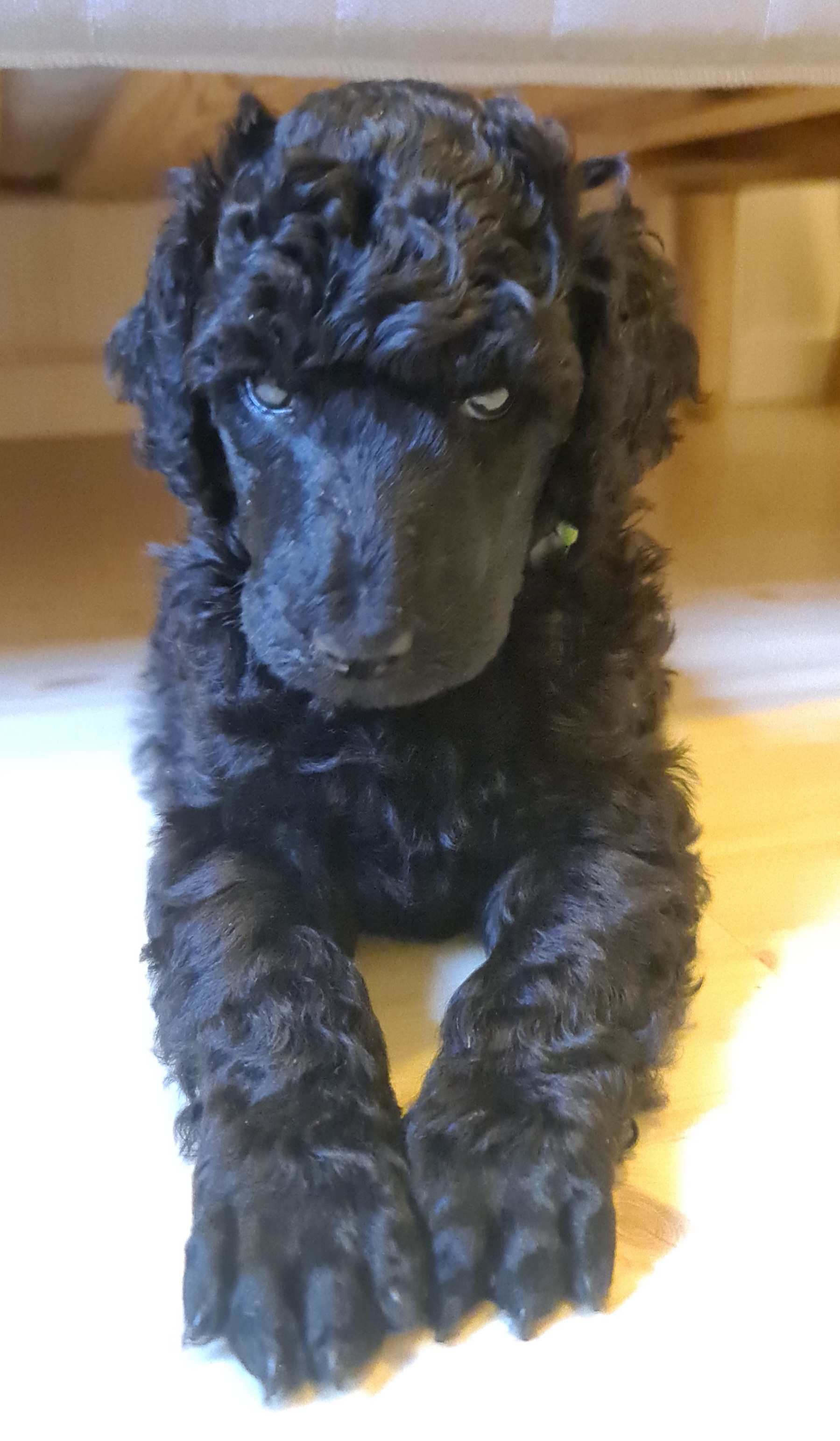 Krø'lella Vi'vil's Blonde 