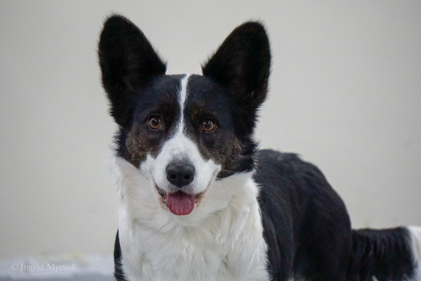 N UCH RL1 RL2 Jolizi´s President Alma Coin N UCH RL1 RL2 Jolizi´s President Alma Coin